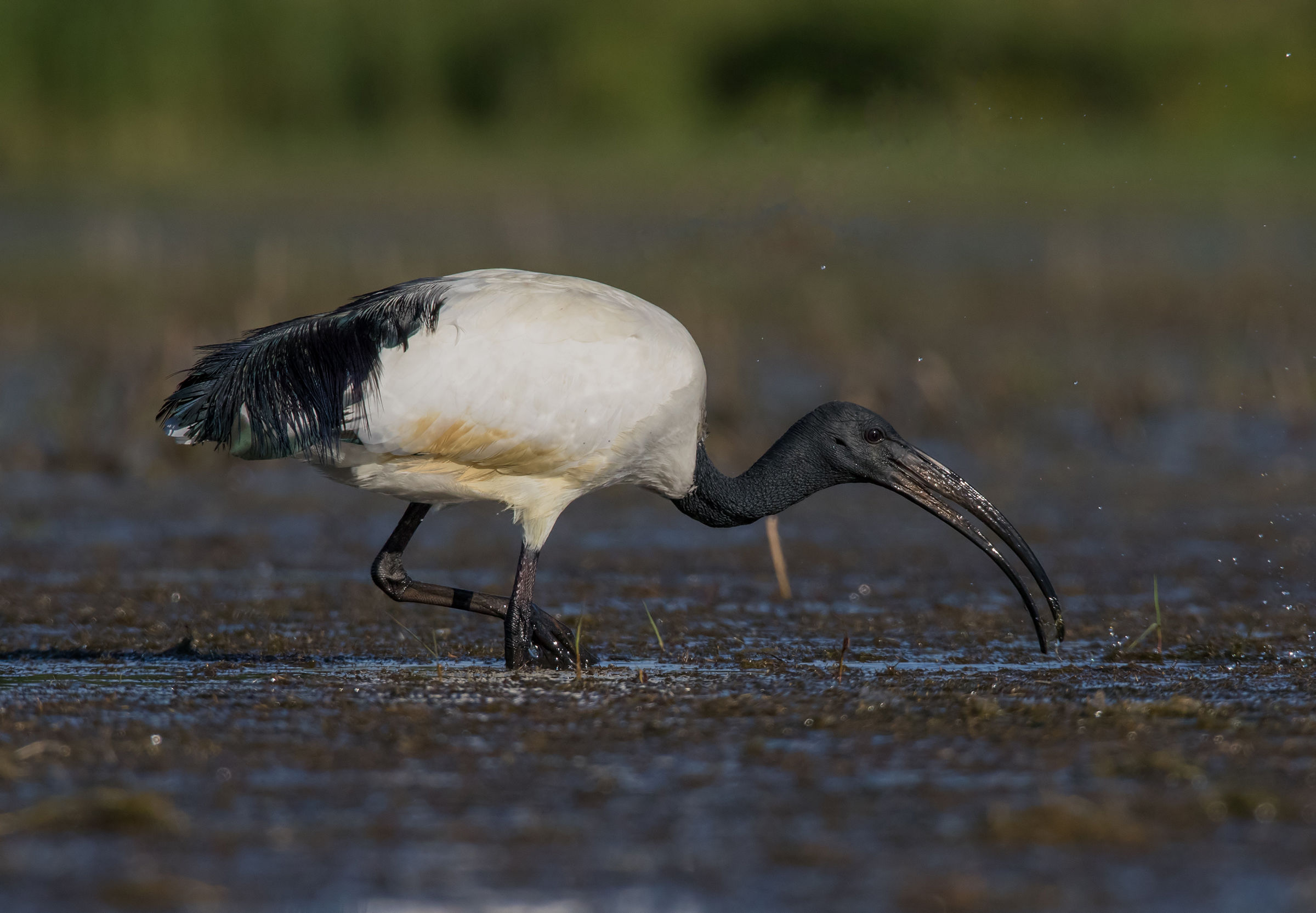 Ibis grazing