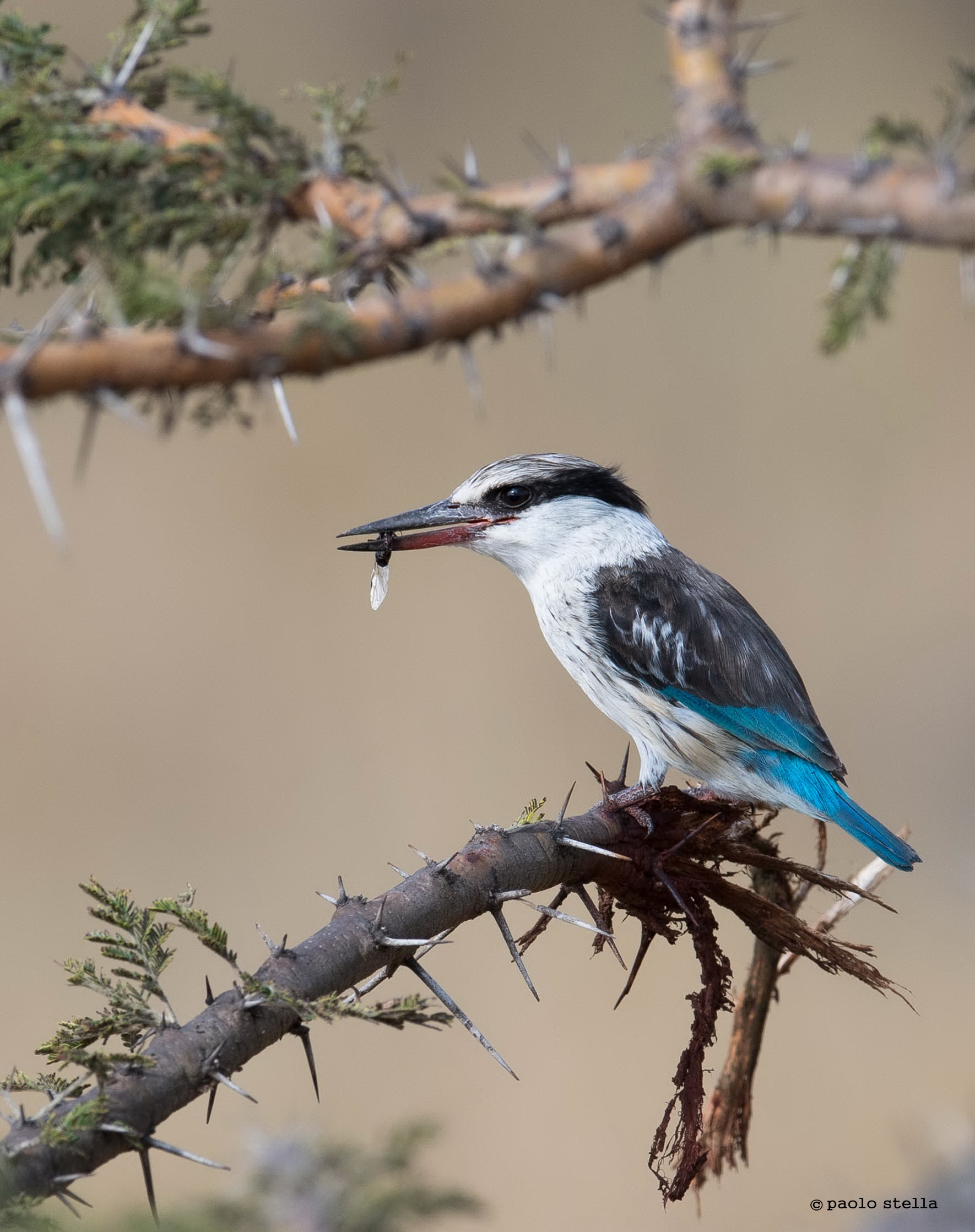 striped kingfisher-2
