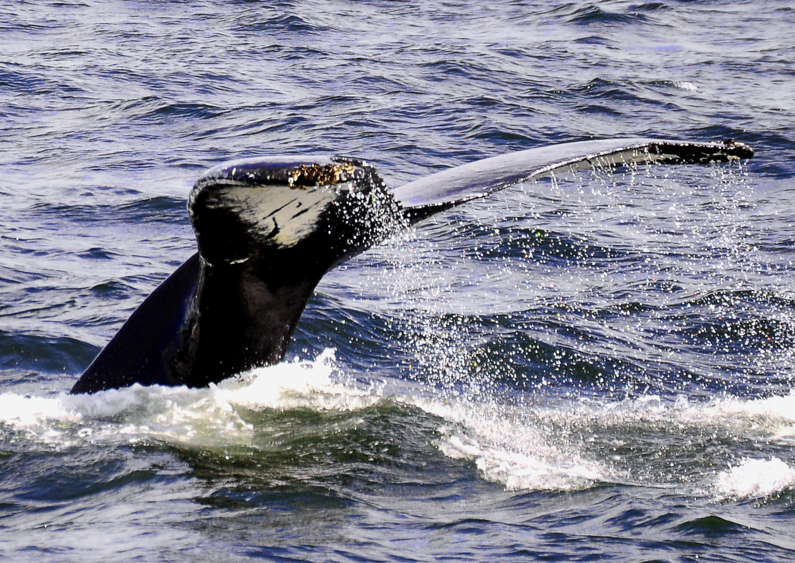 whale at Tadoussac in Quebec (Canada) January 8, 201