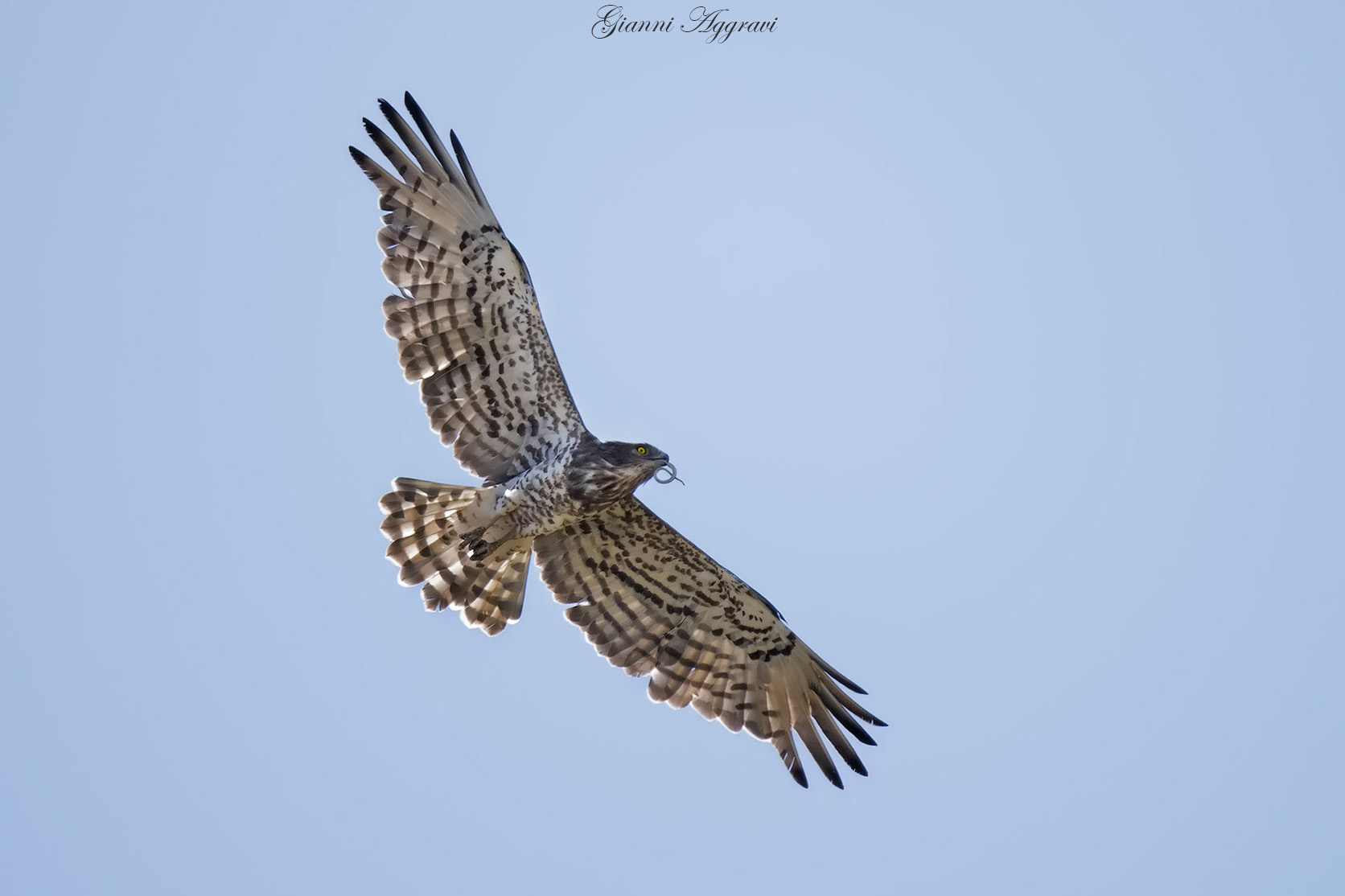 Biancone (Circaetus Gallicus)