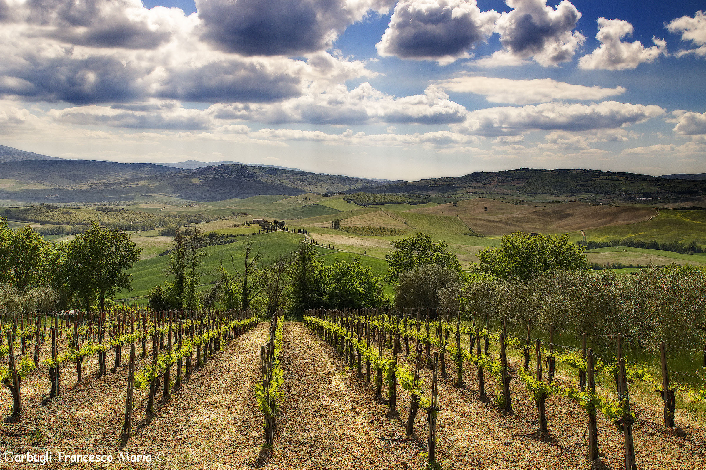 Vigne at Pienza