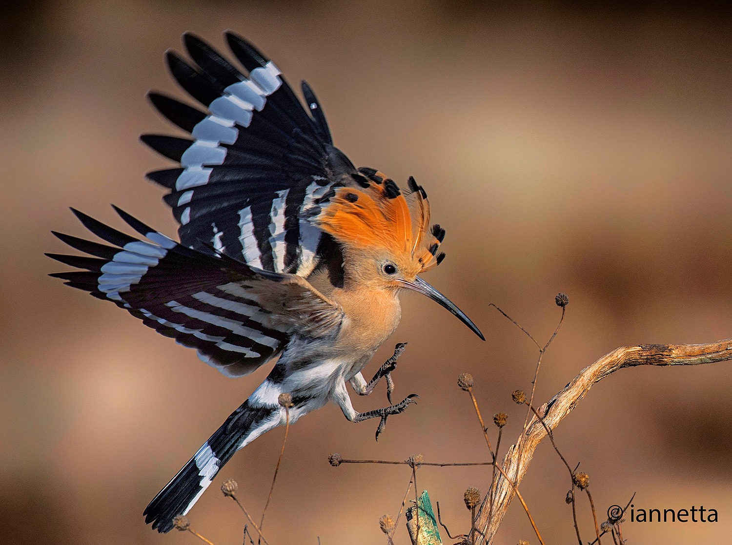 Arrivo dell'Upupa all'alba