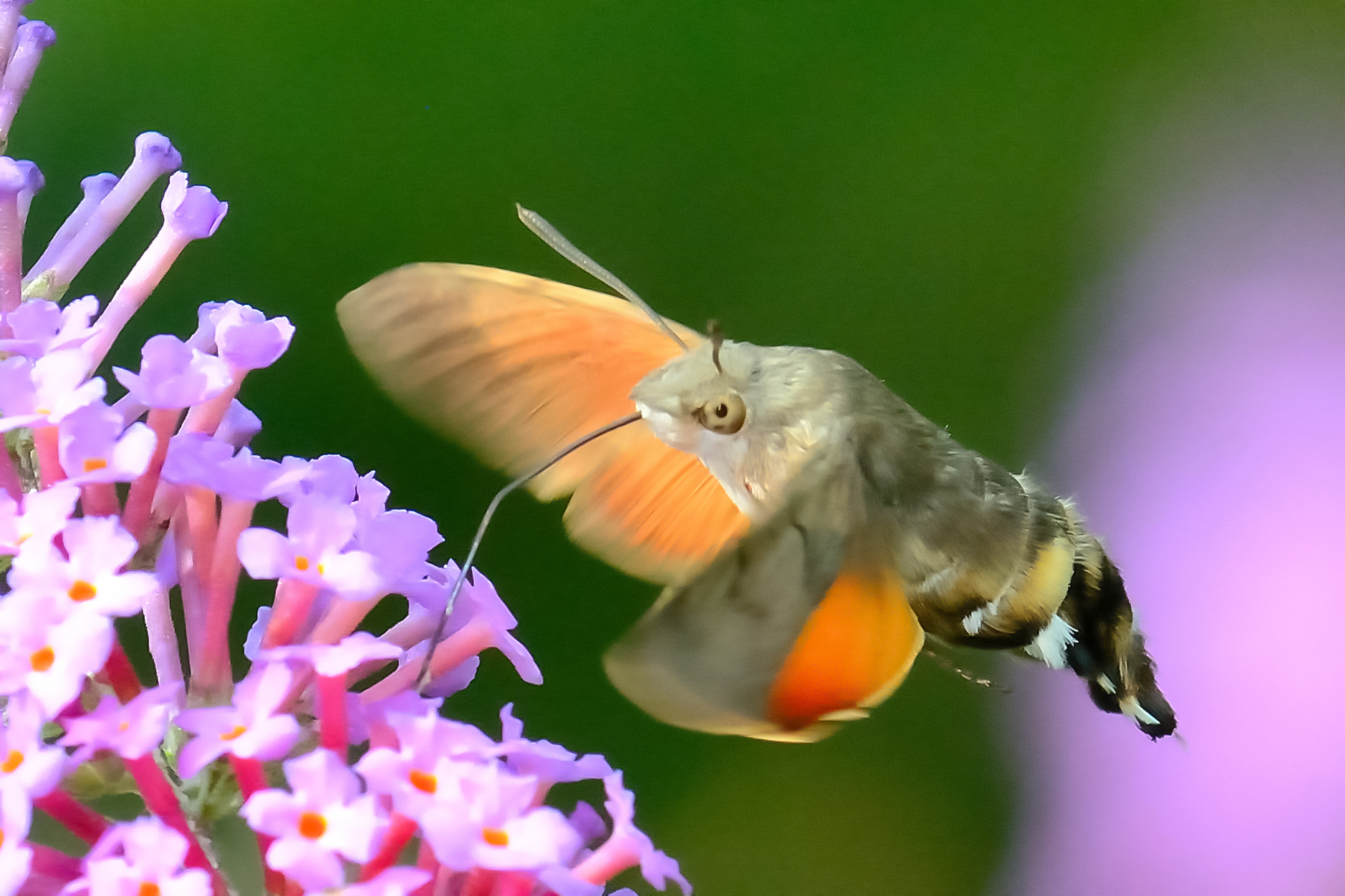 Macroglossum stellatarum