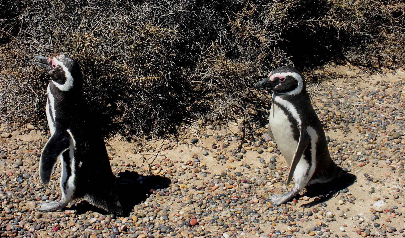 Magellanic Penguins