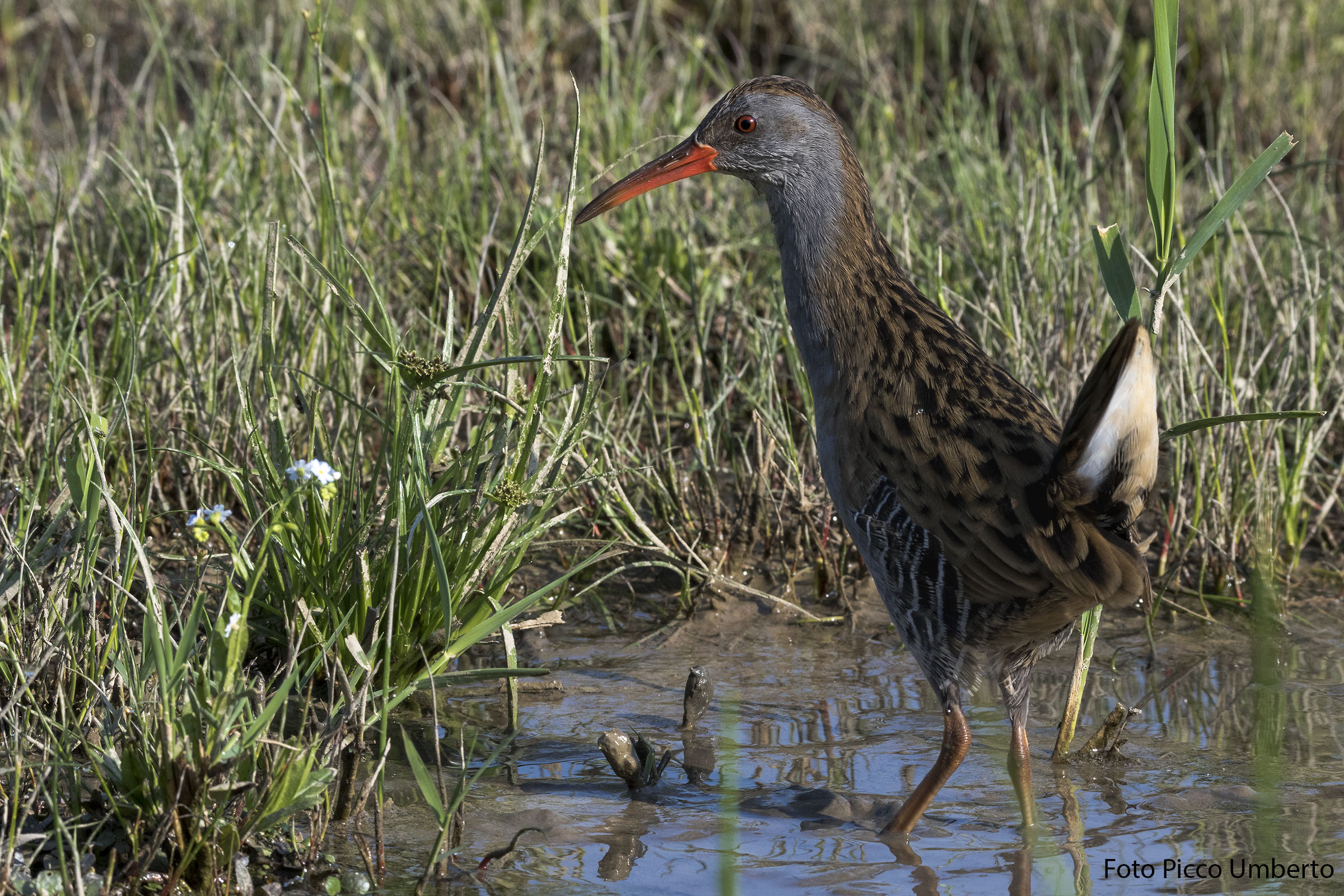 porciglione in allerta