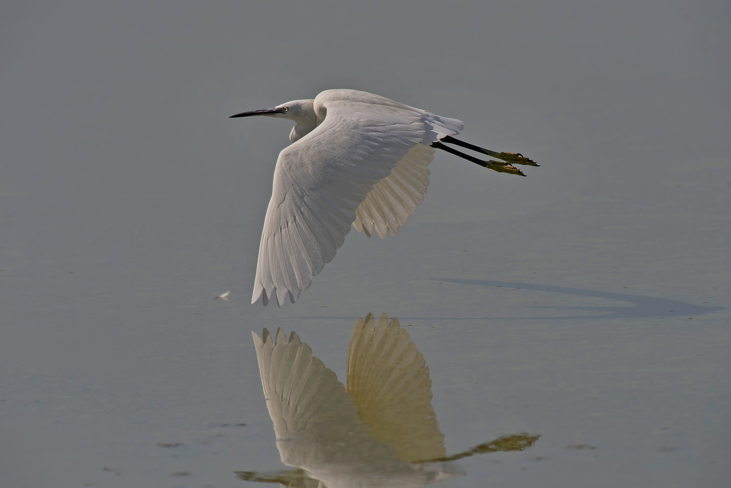 Garzetta in volo radente