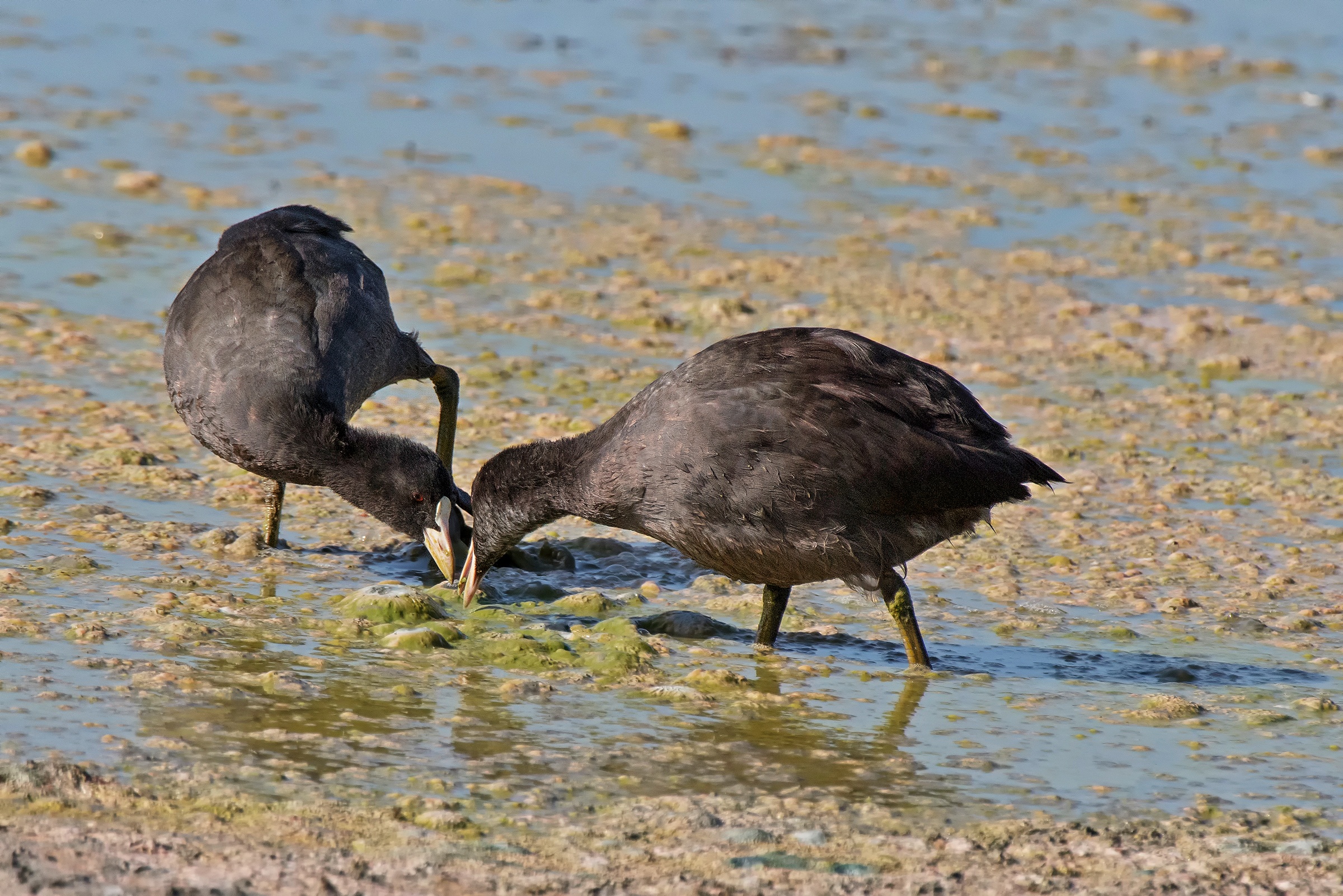 Coots