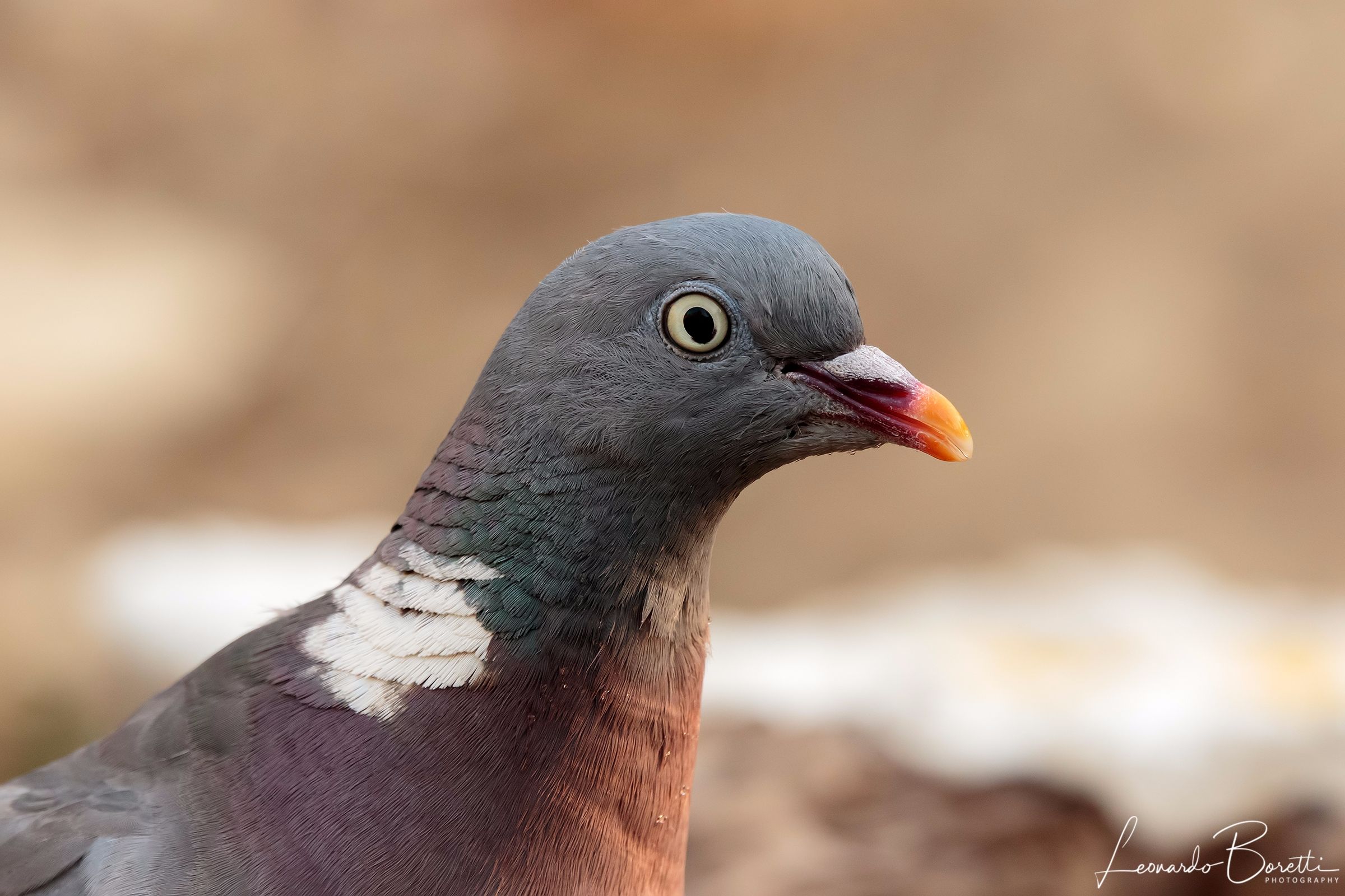 Pigeon