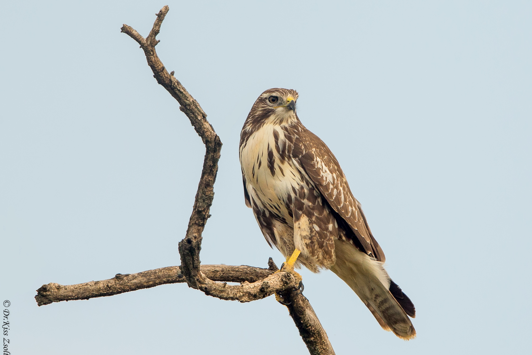 Buzzard alla ricerca