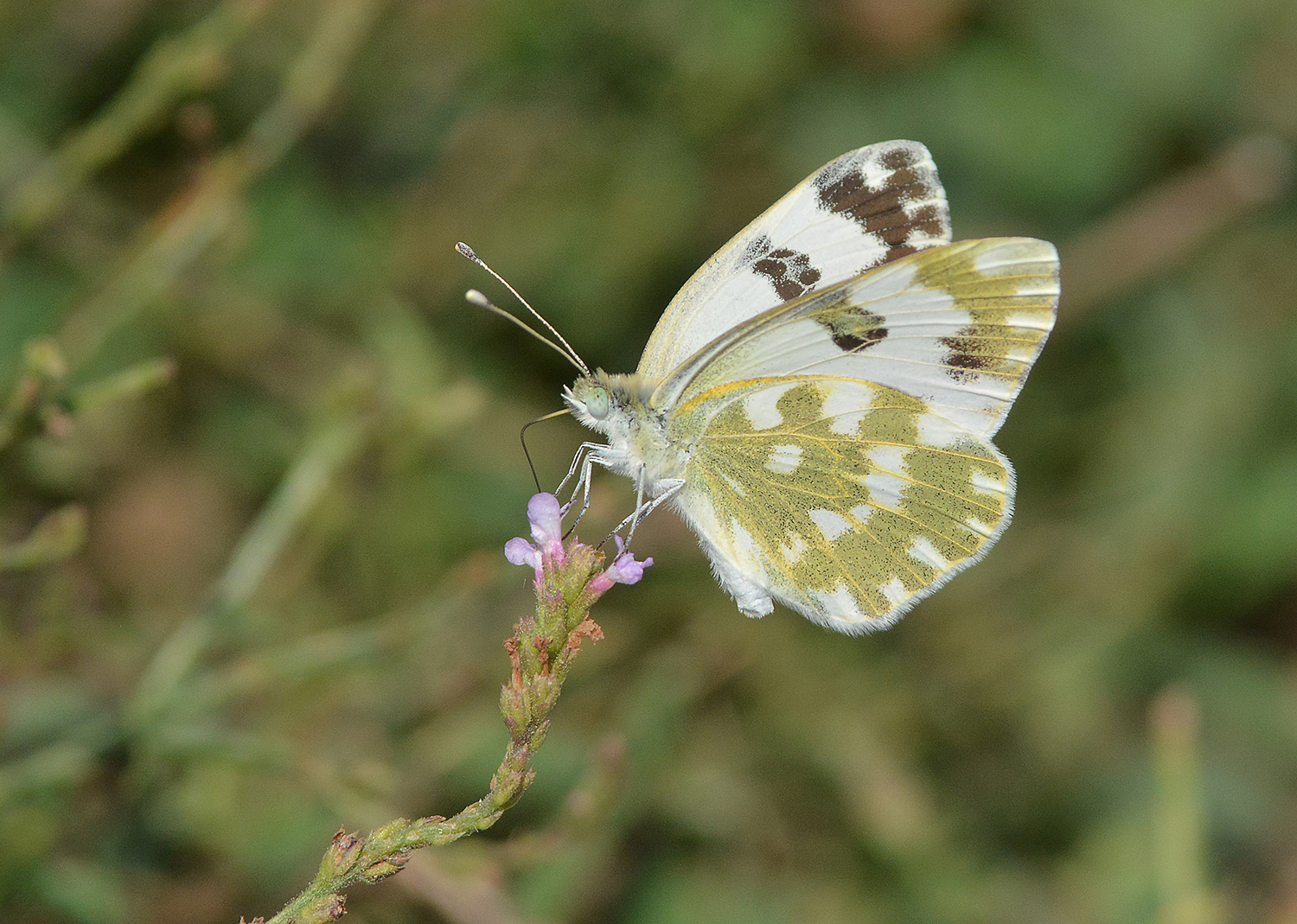 flower daplidice pontia