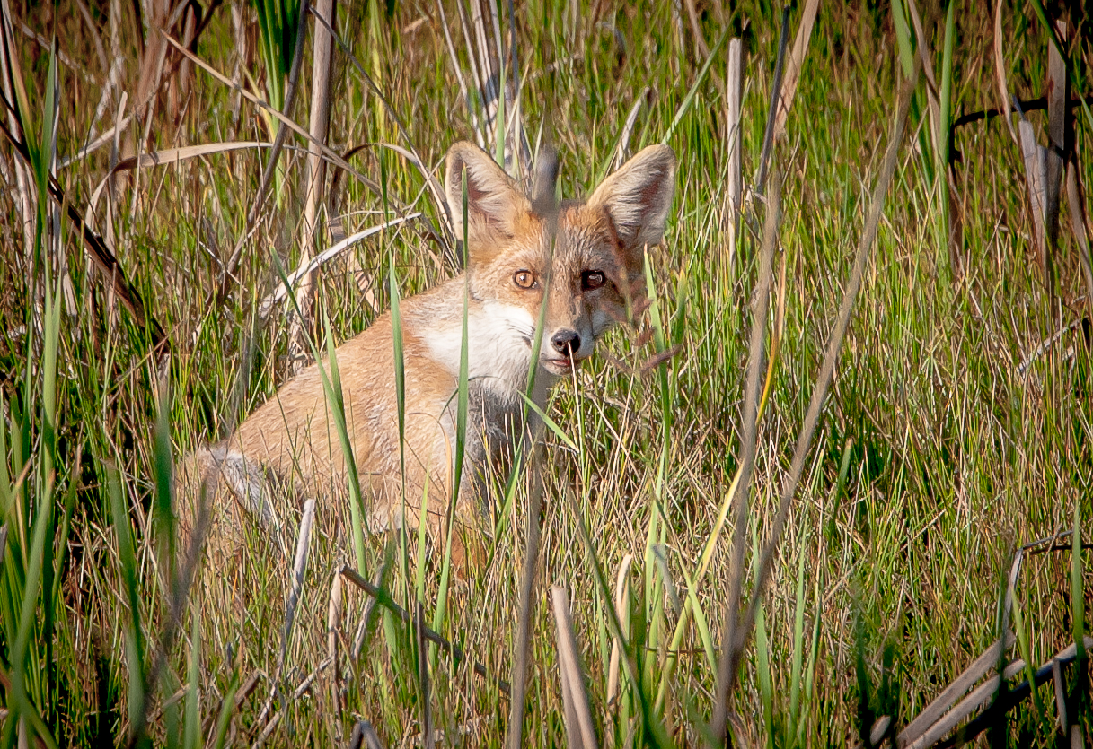 fox