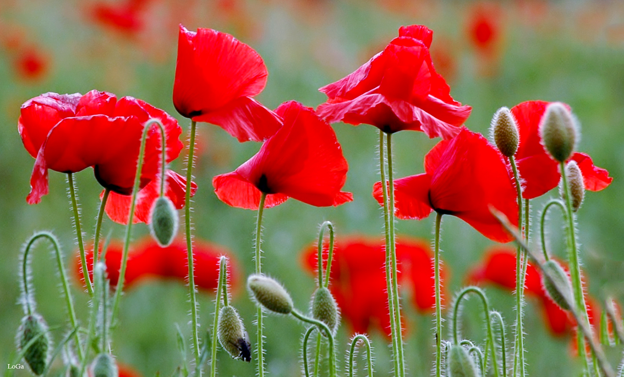 Photo Correction Red poppies