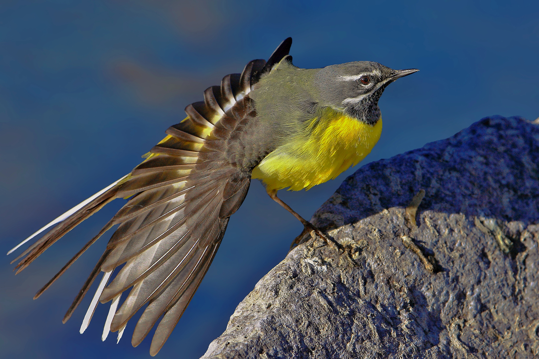 Relaxed ballet dancer