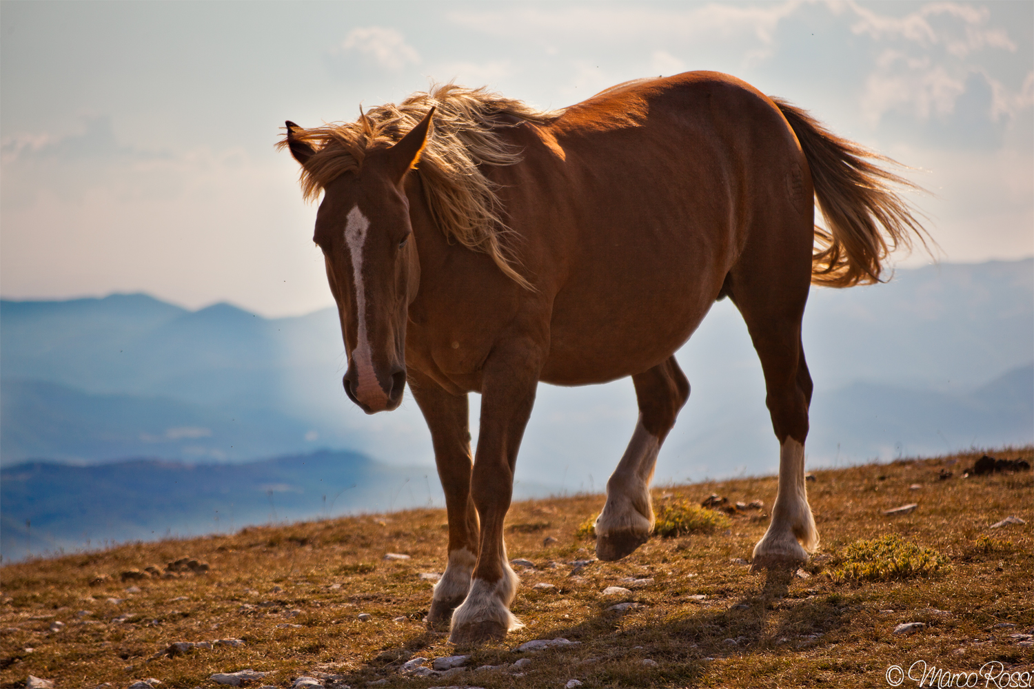 Castelluccio di Norcia Cavalli al pascolo