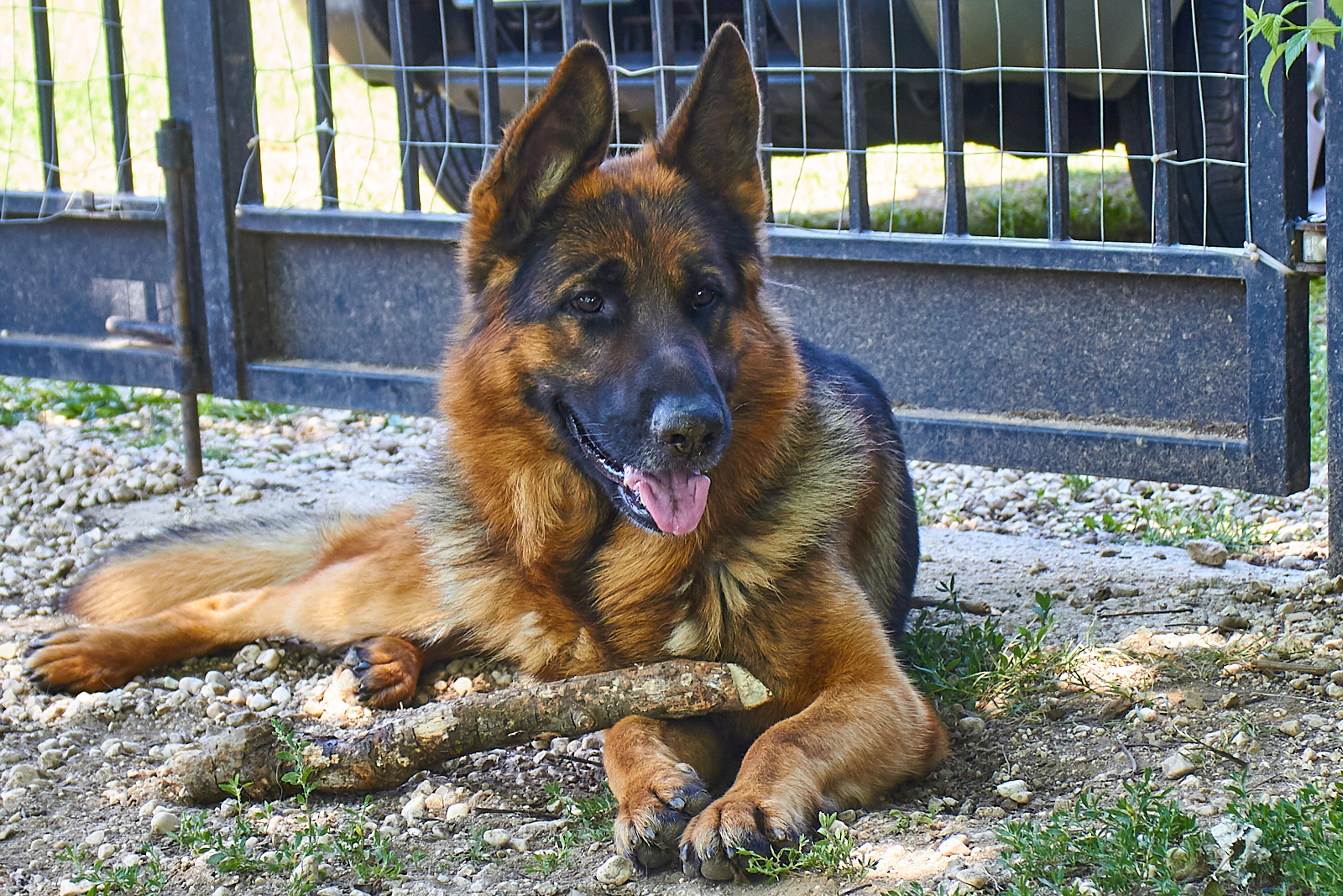 Thor ... waiting for Zora