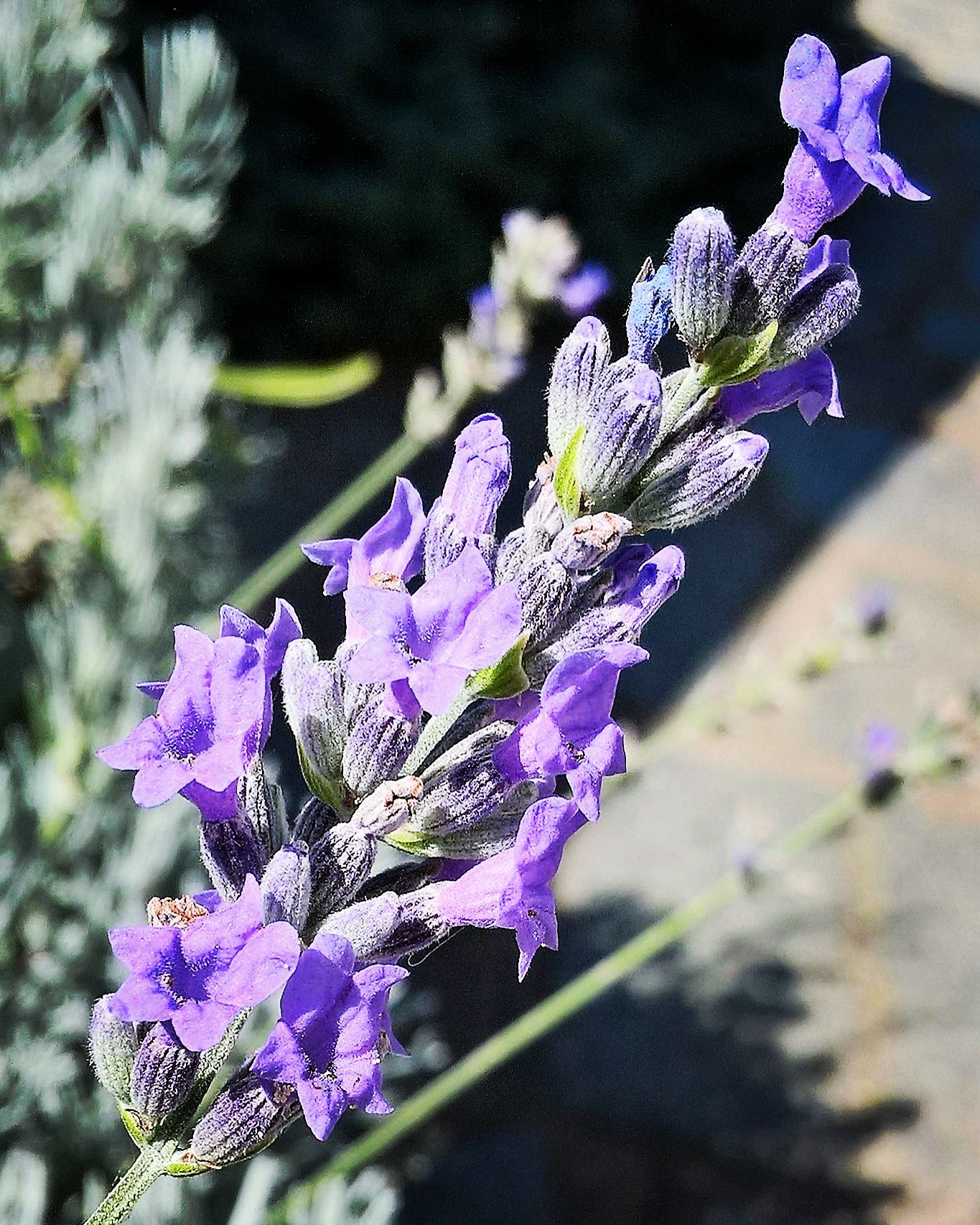 lavanda
