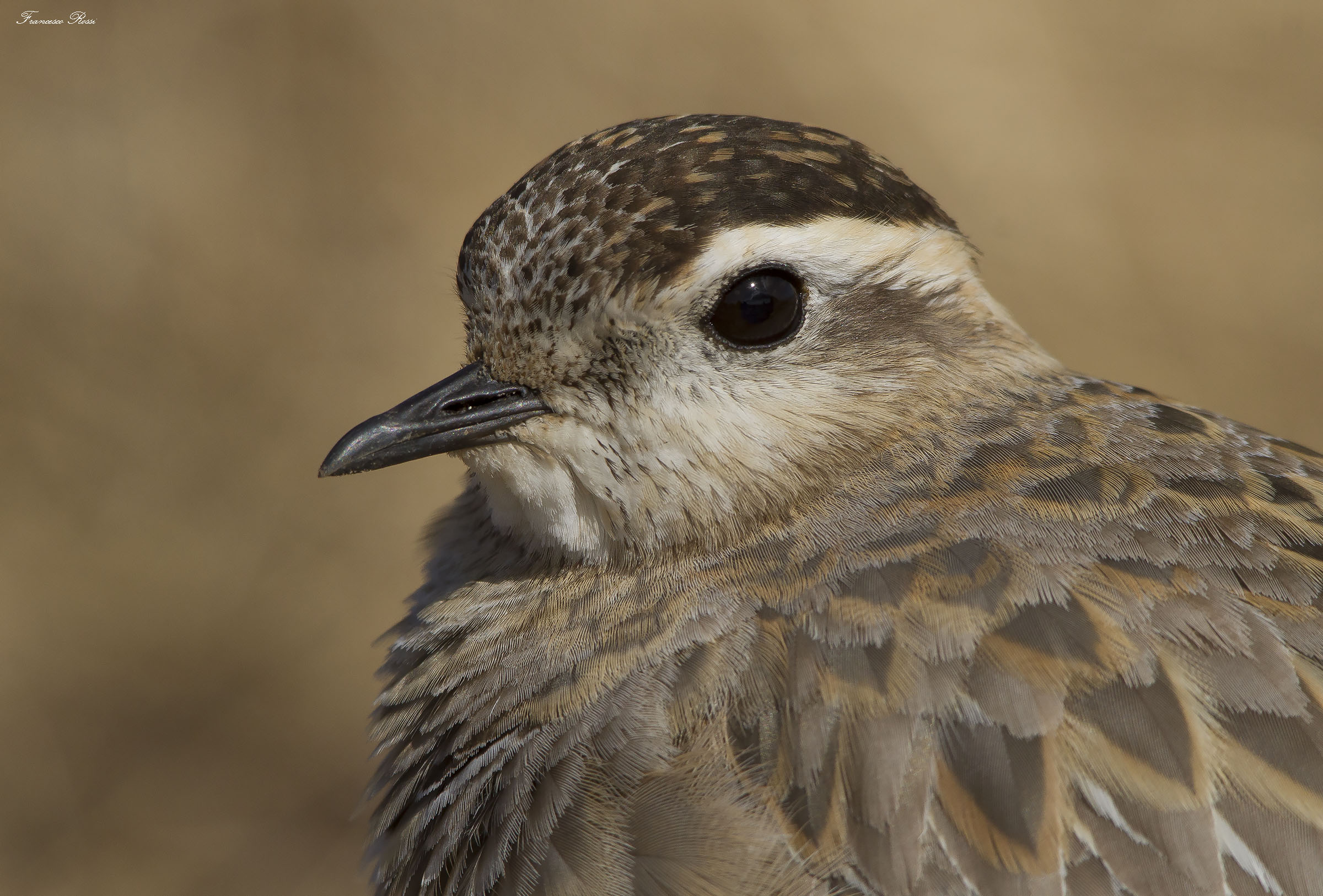 Portrait at the Tortolino