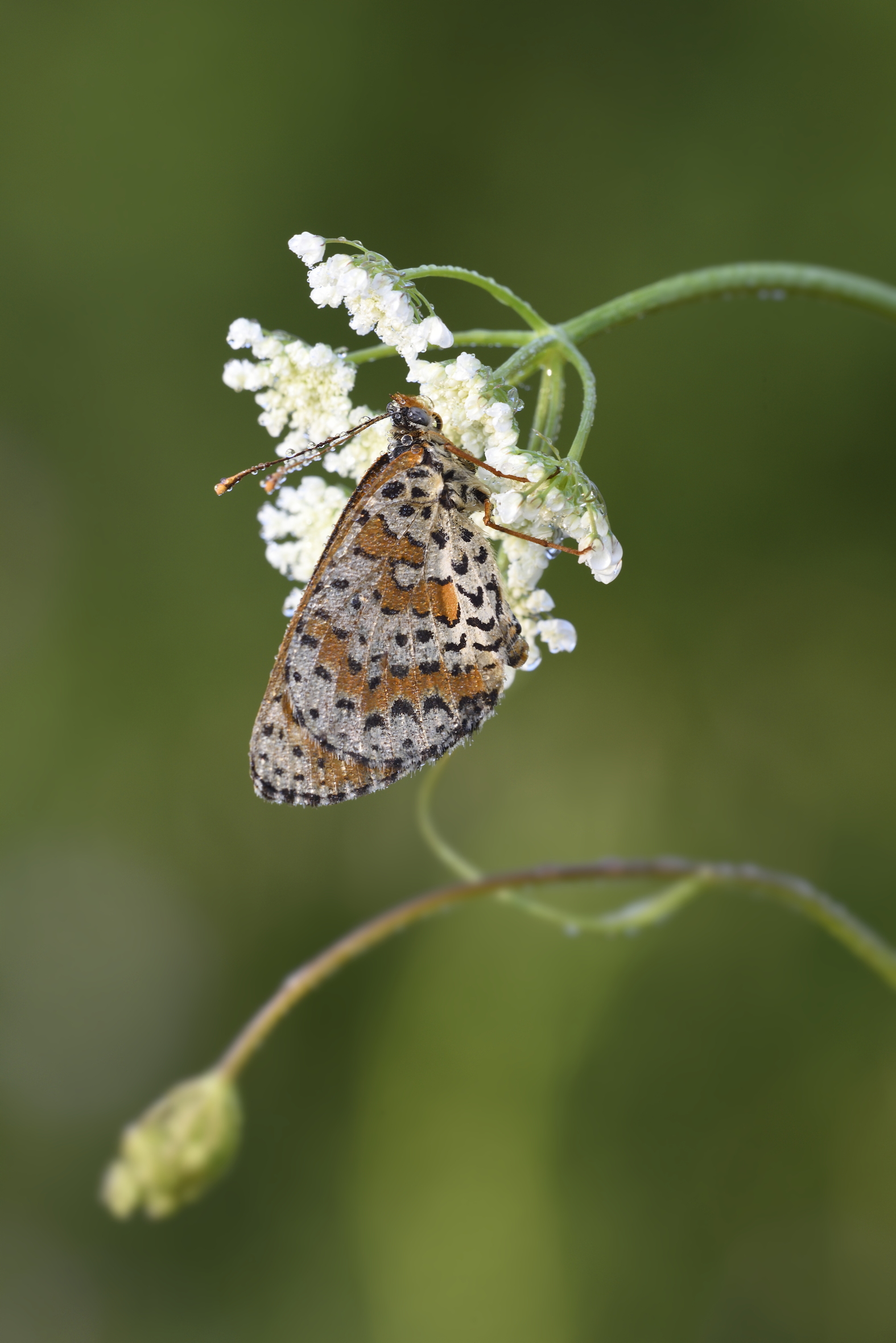 Melitaea Didima