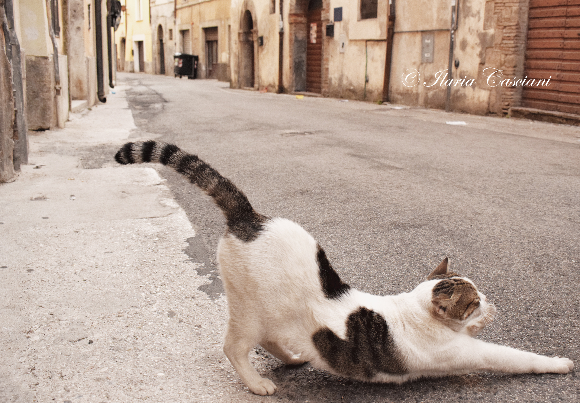 Looking for pampering.