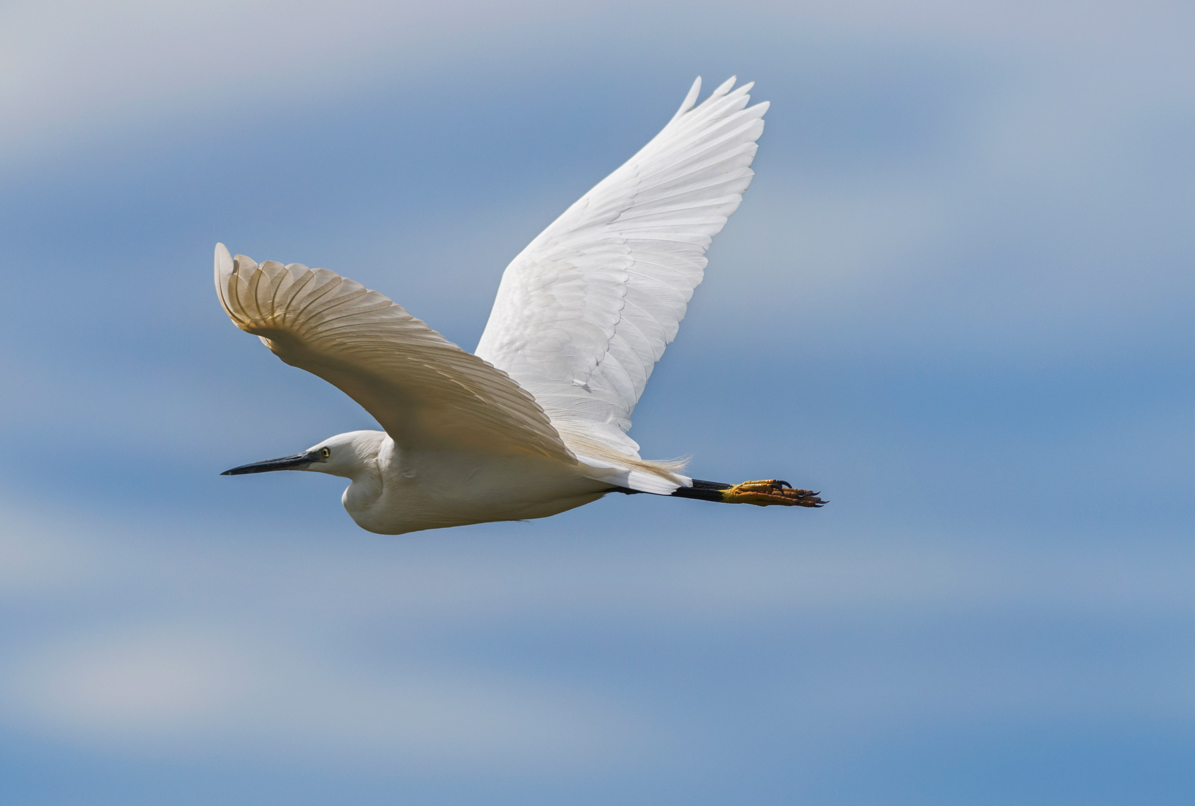 Semplicemente...libero.