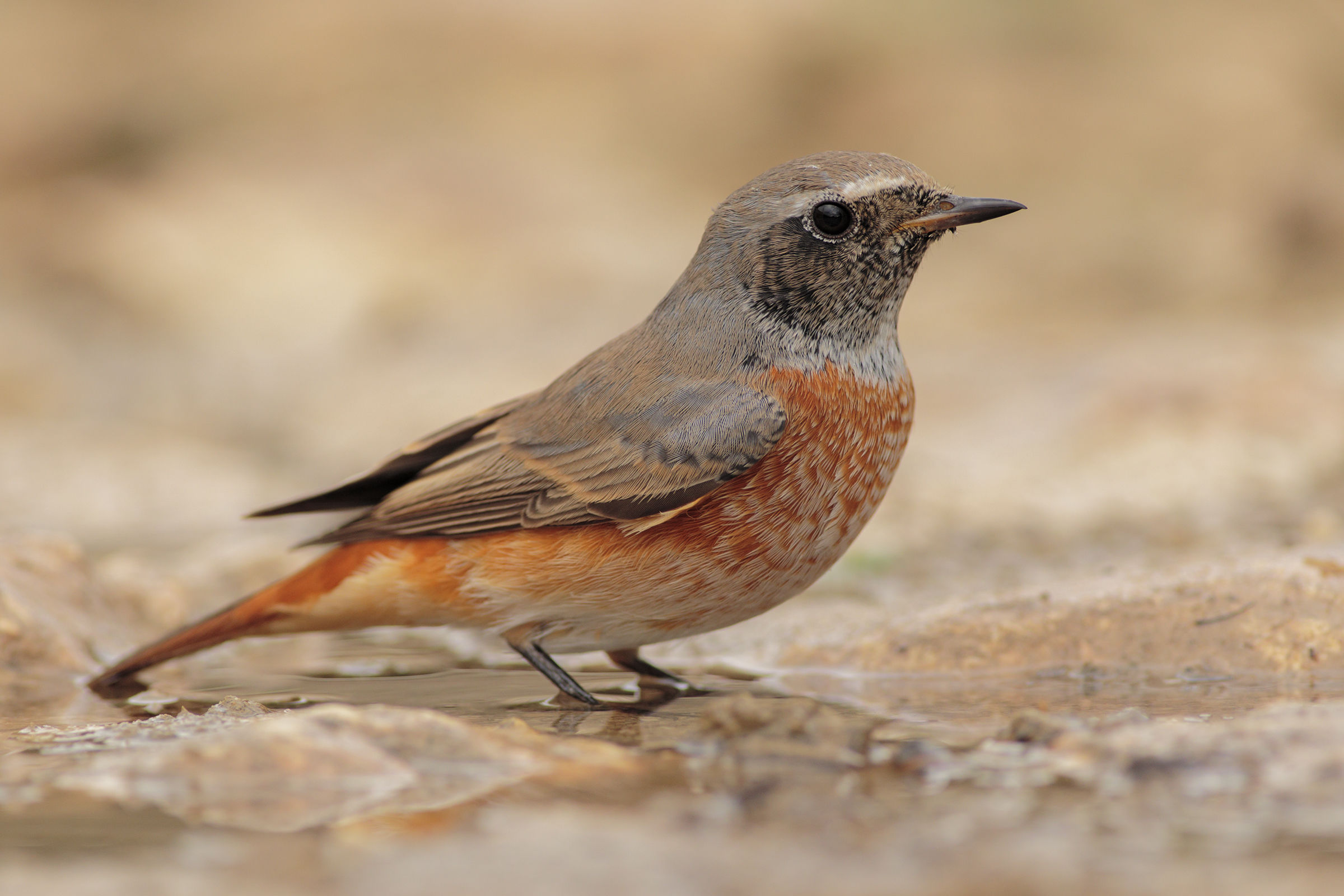 Redstart