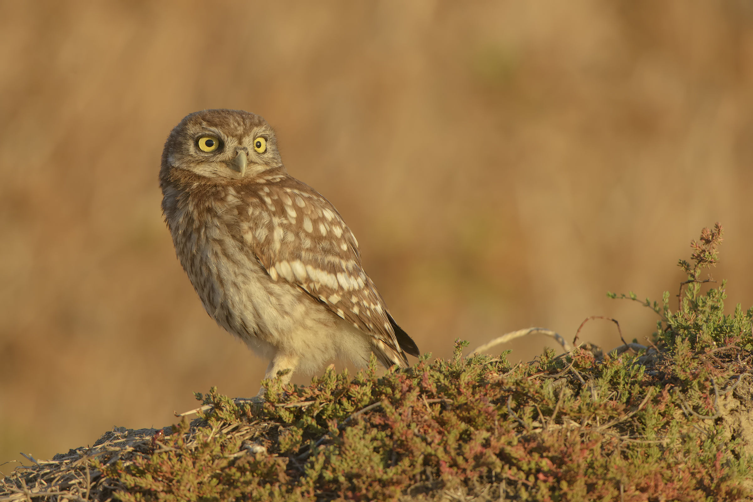 owl at sunset
