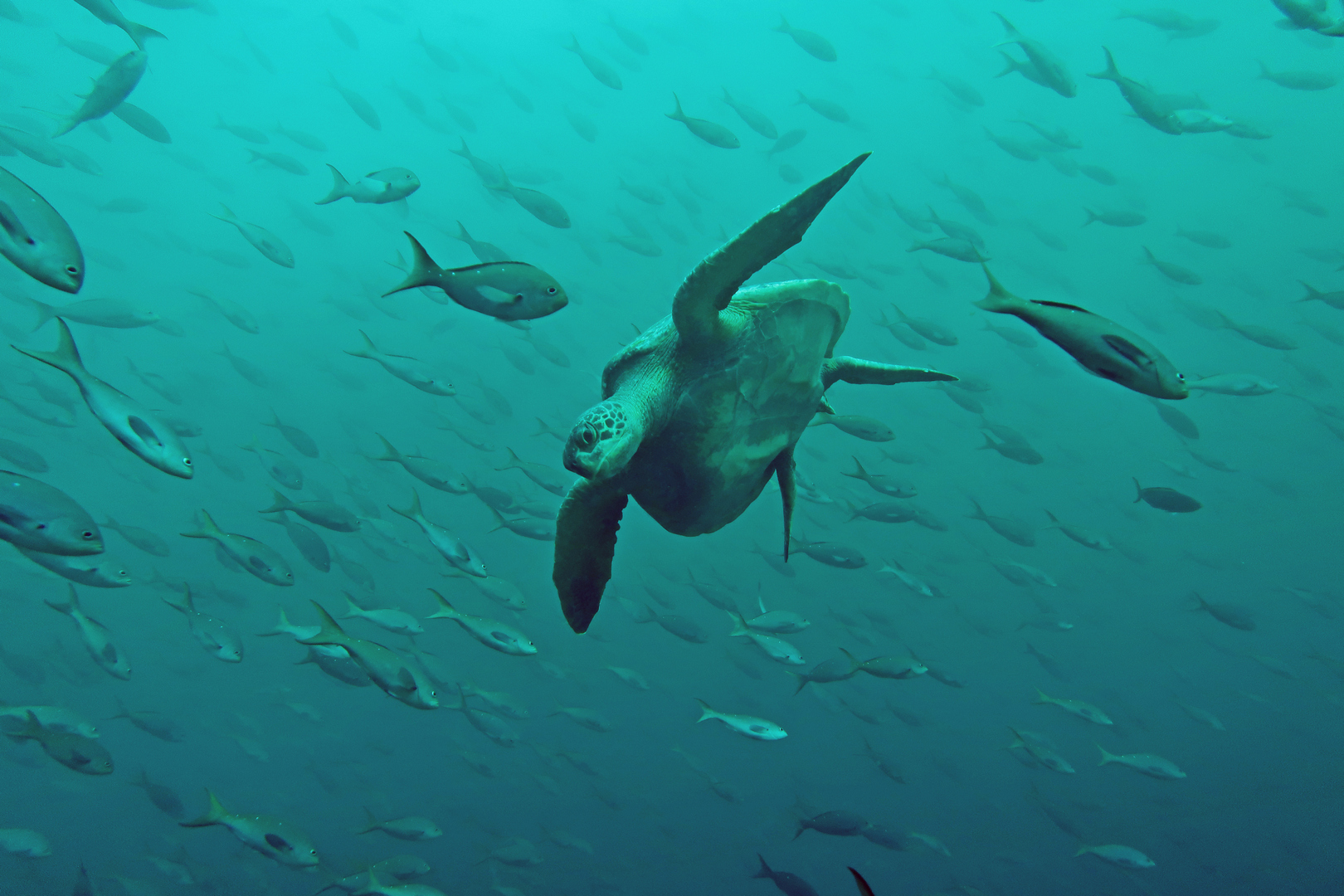 Turtle (Galapagos Island)
