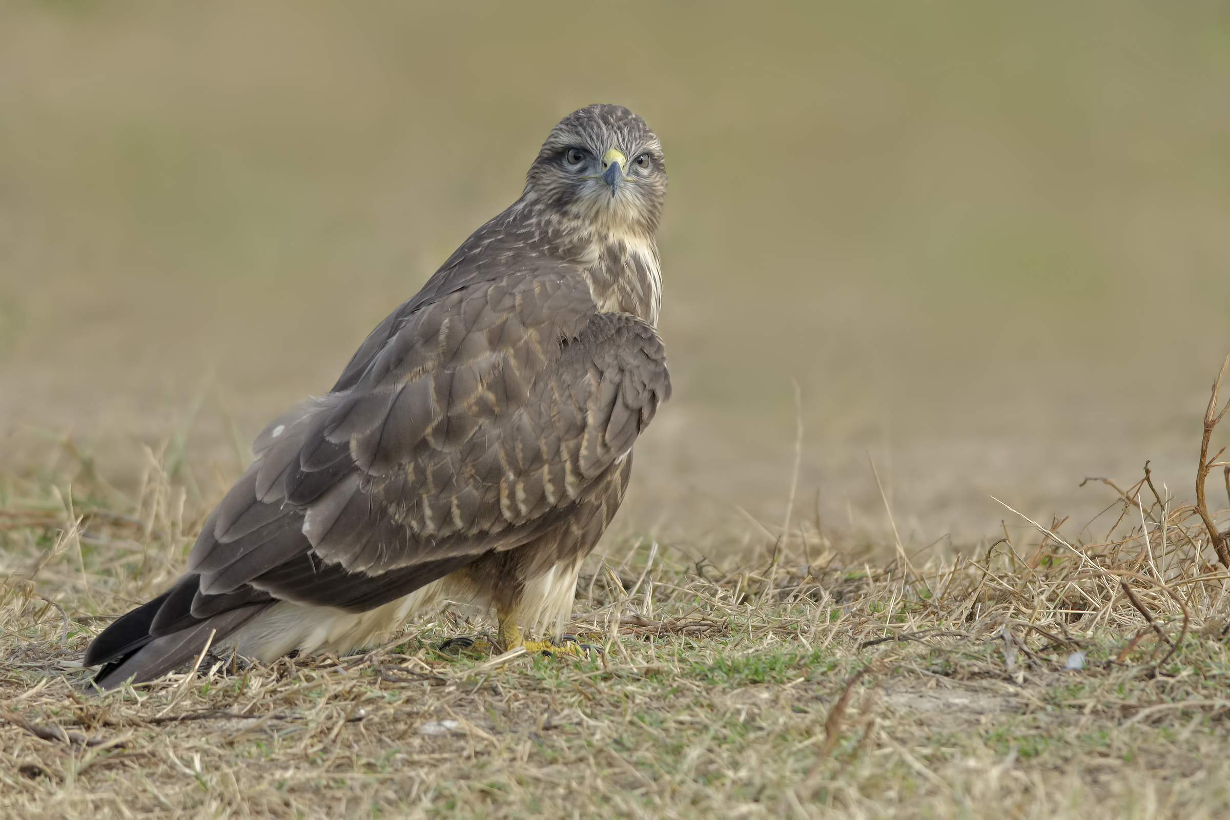 Poiana (Buteo buteo)