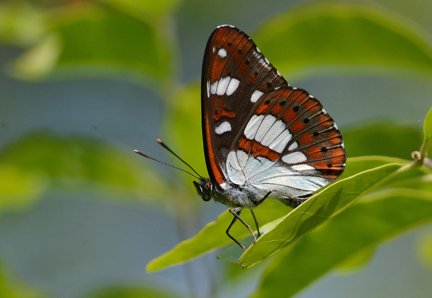 Limenitis reducta