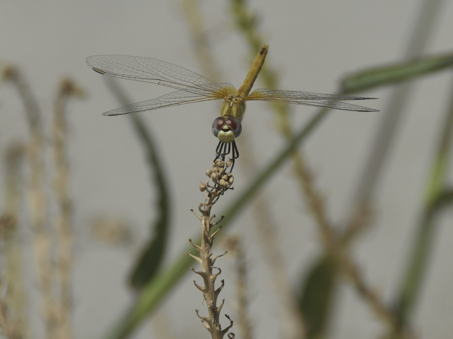 La mia prima libellula