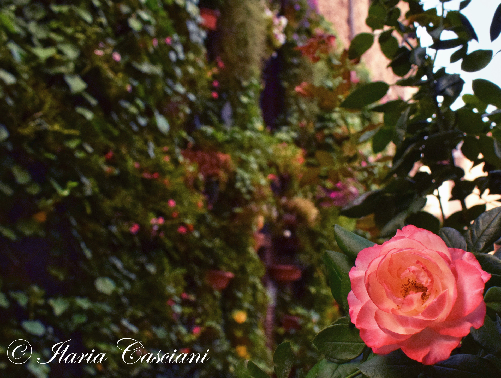 In the secret garden of my feelings.