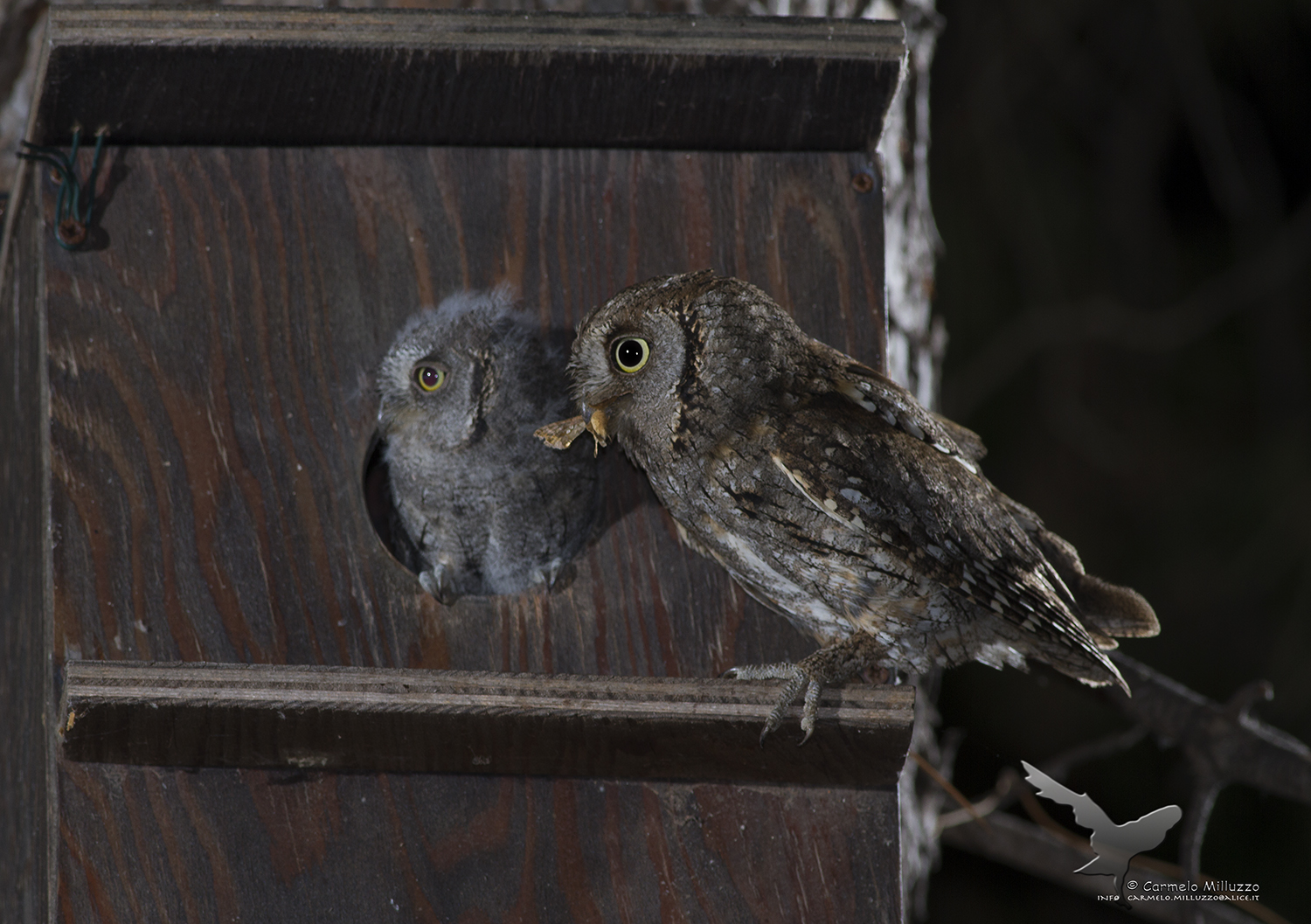 Parent and child _Otus scops_