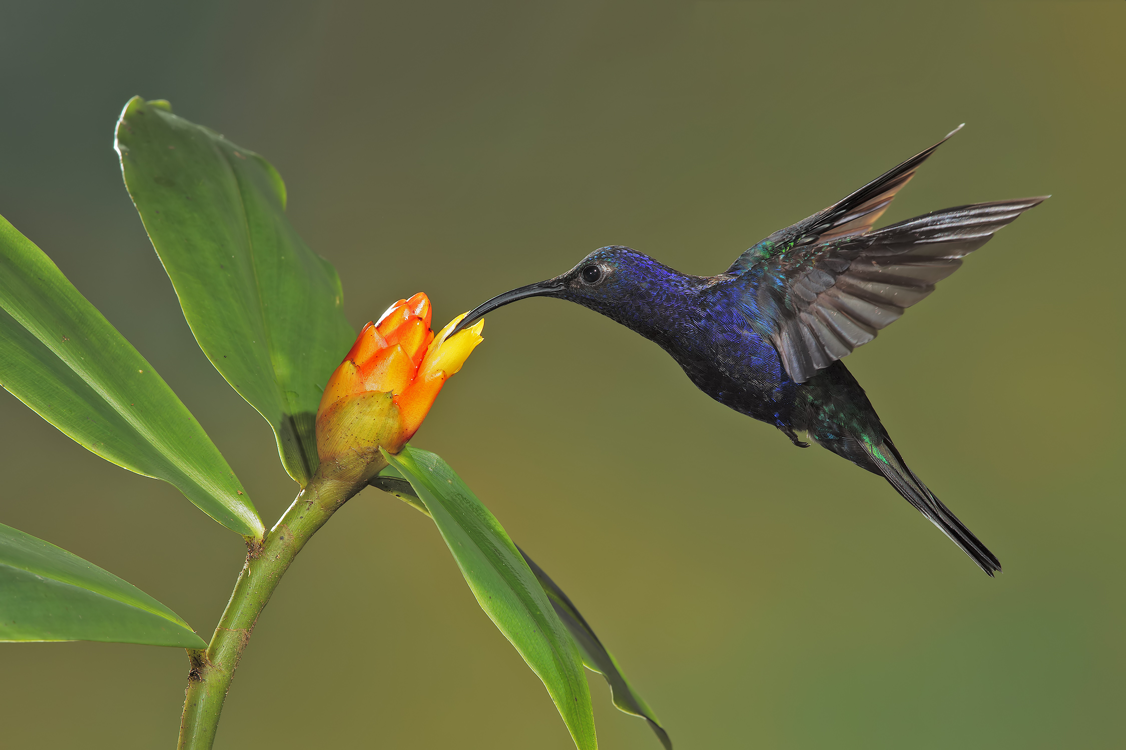 Colibrì violetto becco a sciabola (Violet sabrewing)