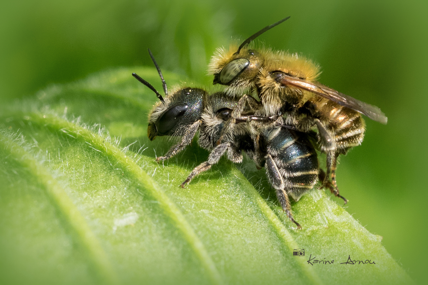 Osmia caerulescens in copula