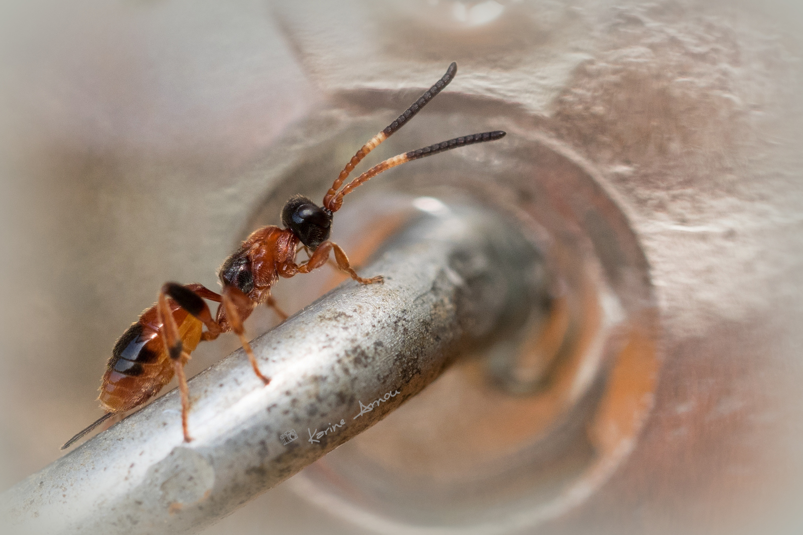 Aptesis nigrocinta (cryptinae)