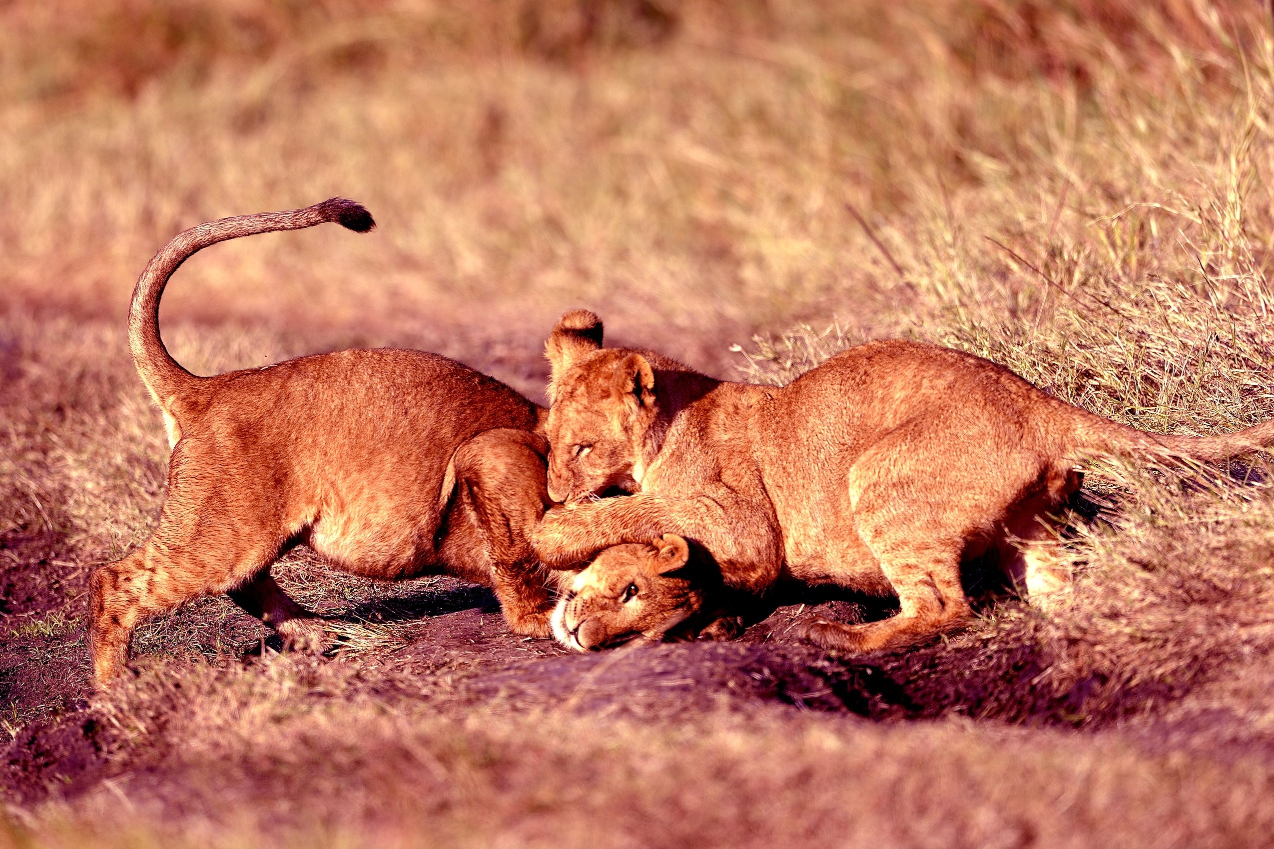 Lions splendidi cuccioli