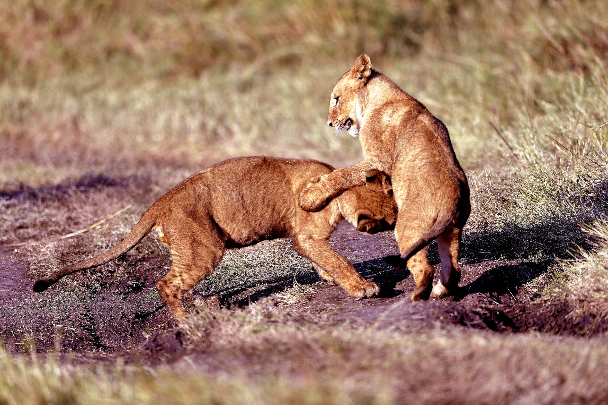 Lions splendidi cuccioli