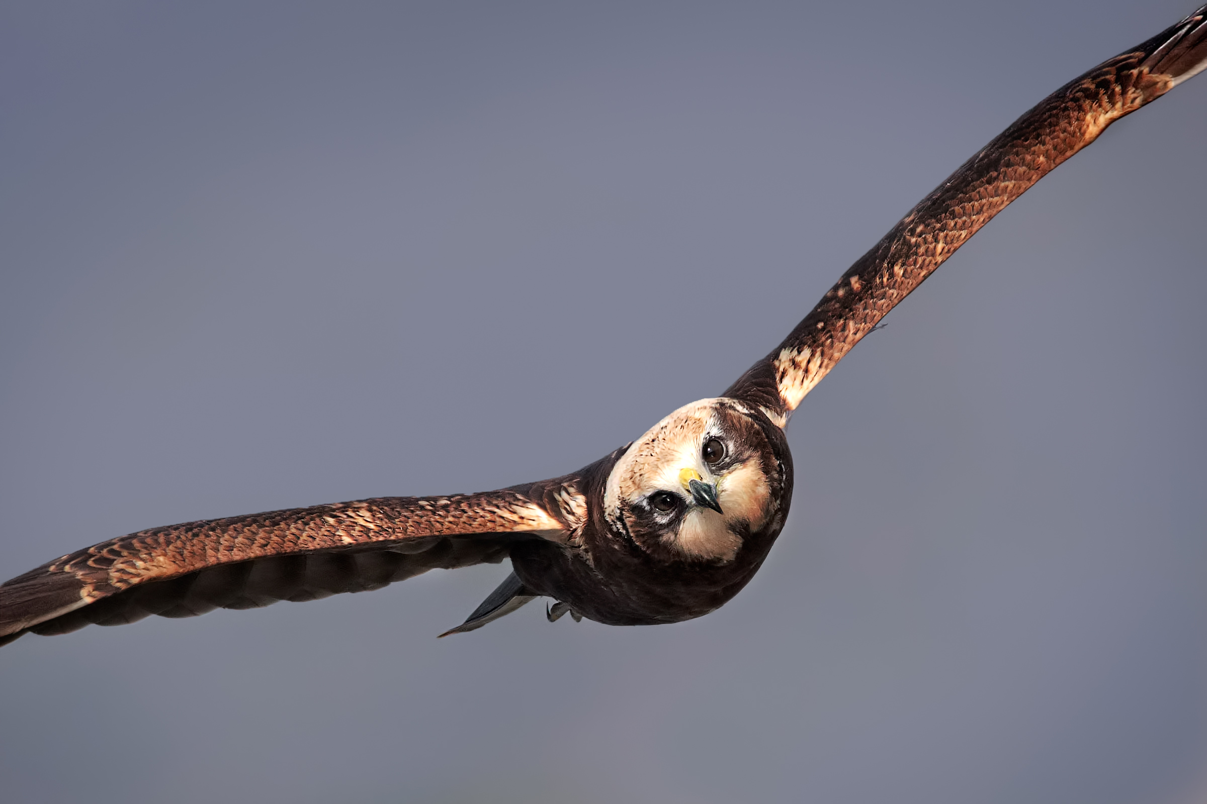 Face to face with Swamp Hawk