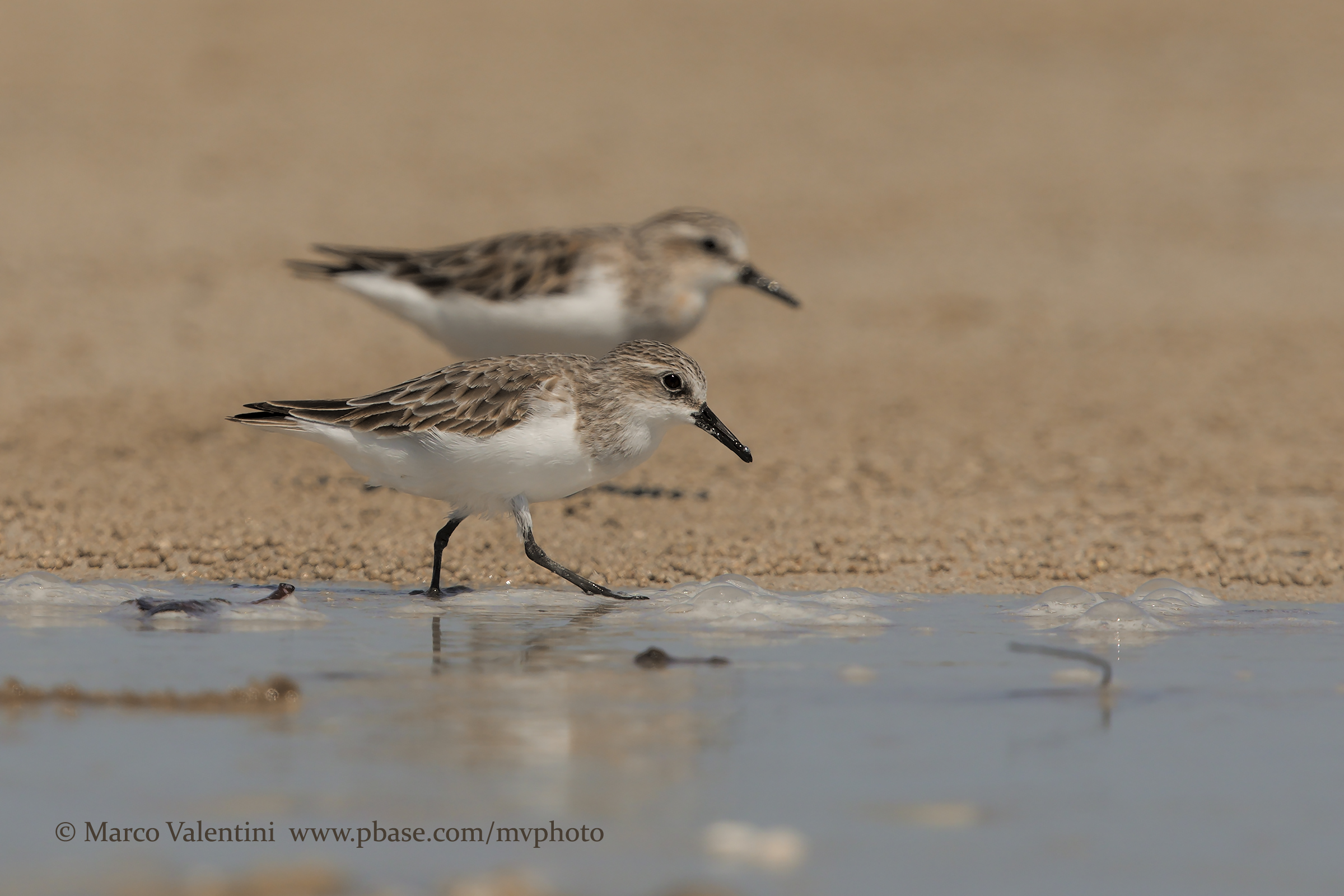 Gambecchio collorosso