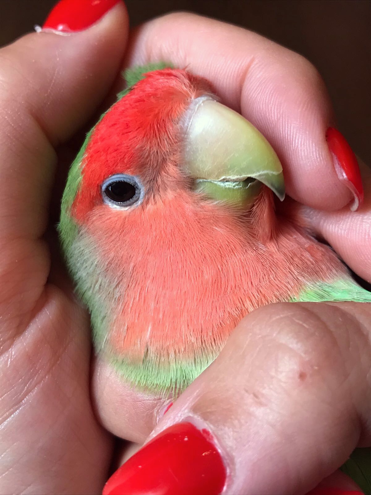 flippy .... immersed in the cuddles