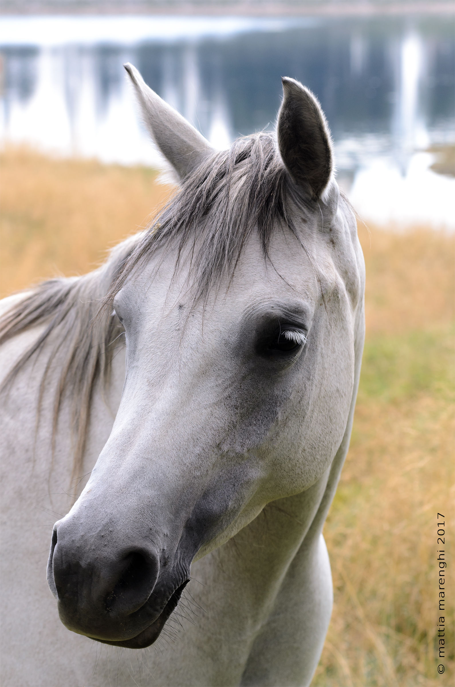 A modest white horse