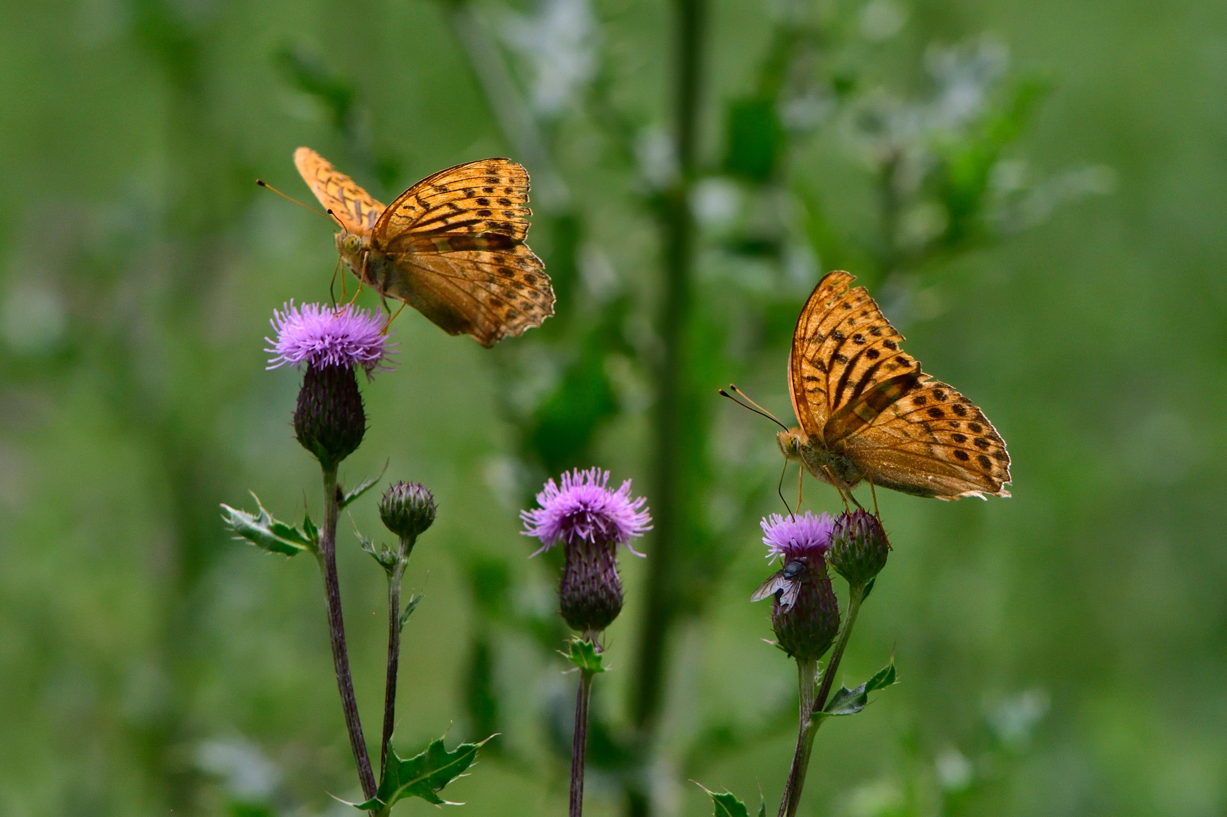 Couple with intruder ...