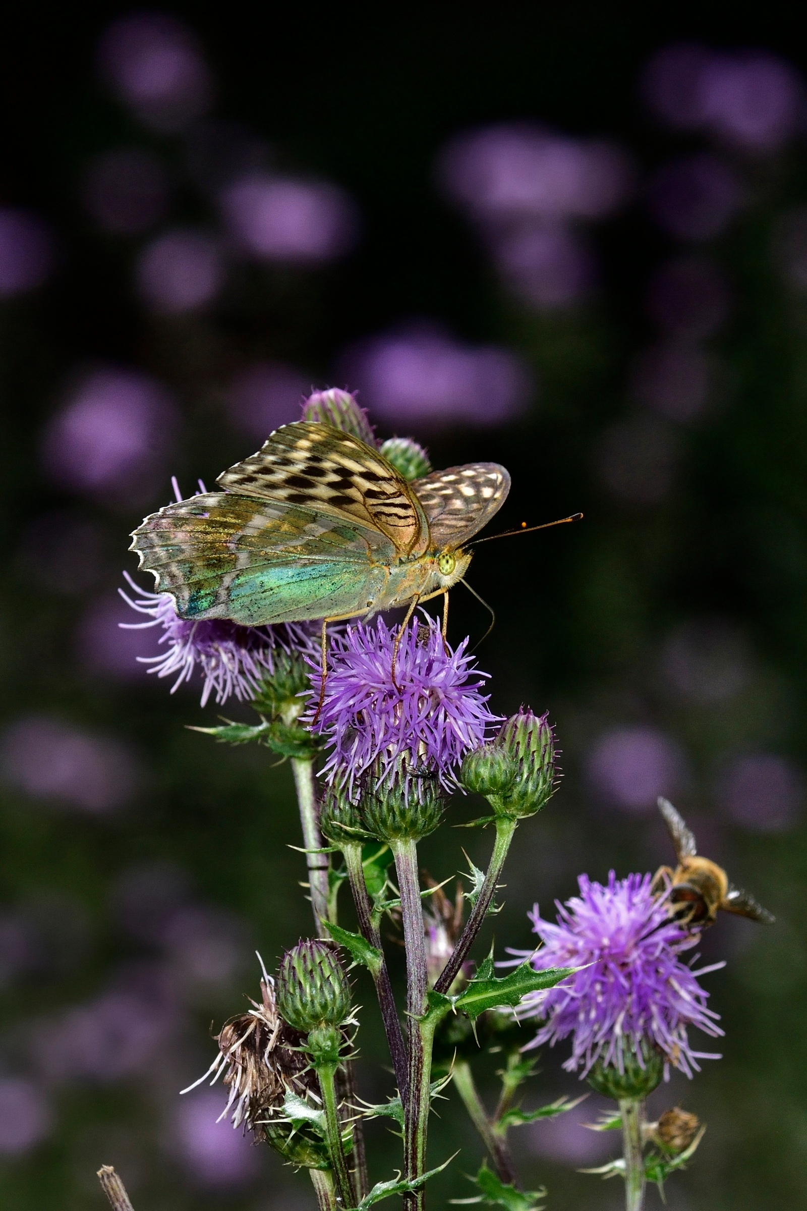 Argynnis paphia variant Vallesina ...