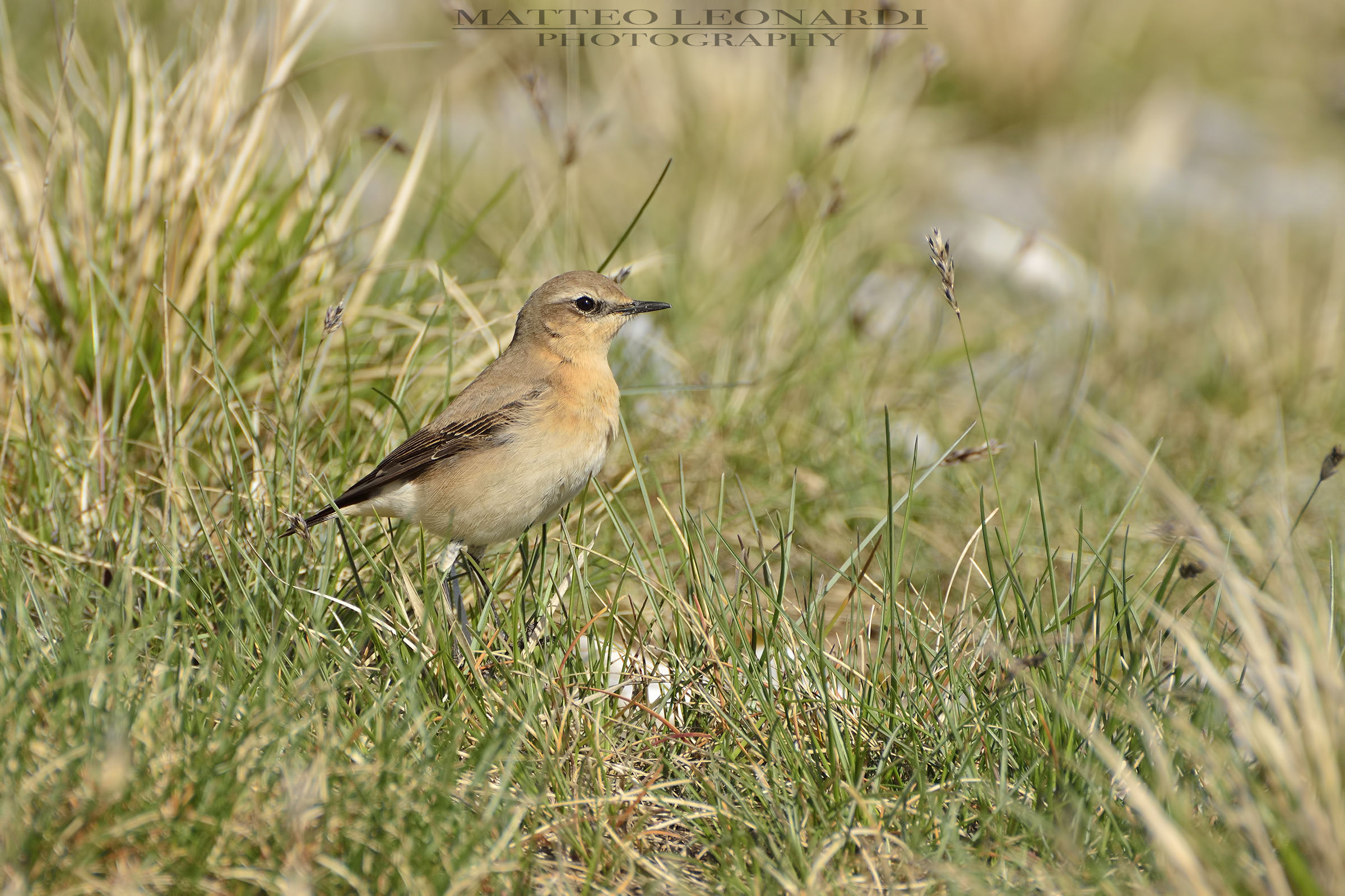 Culbian Female - Apuan Alps
