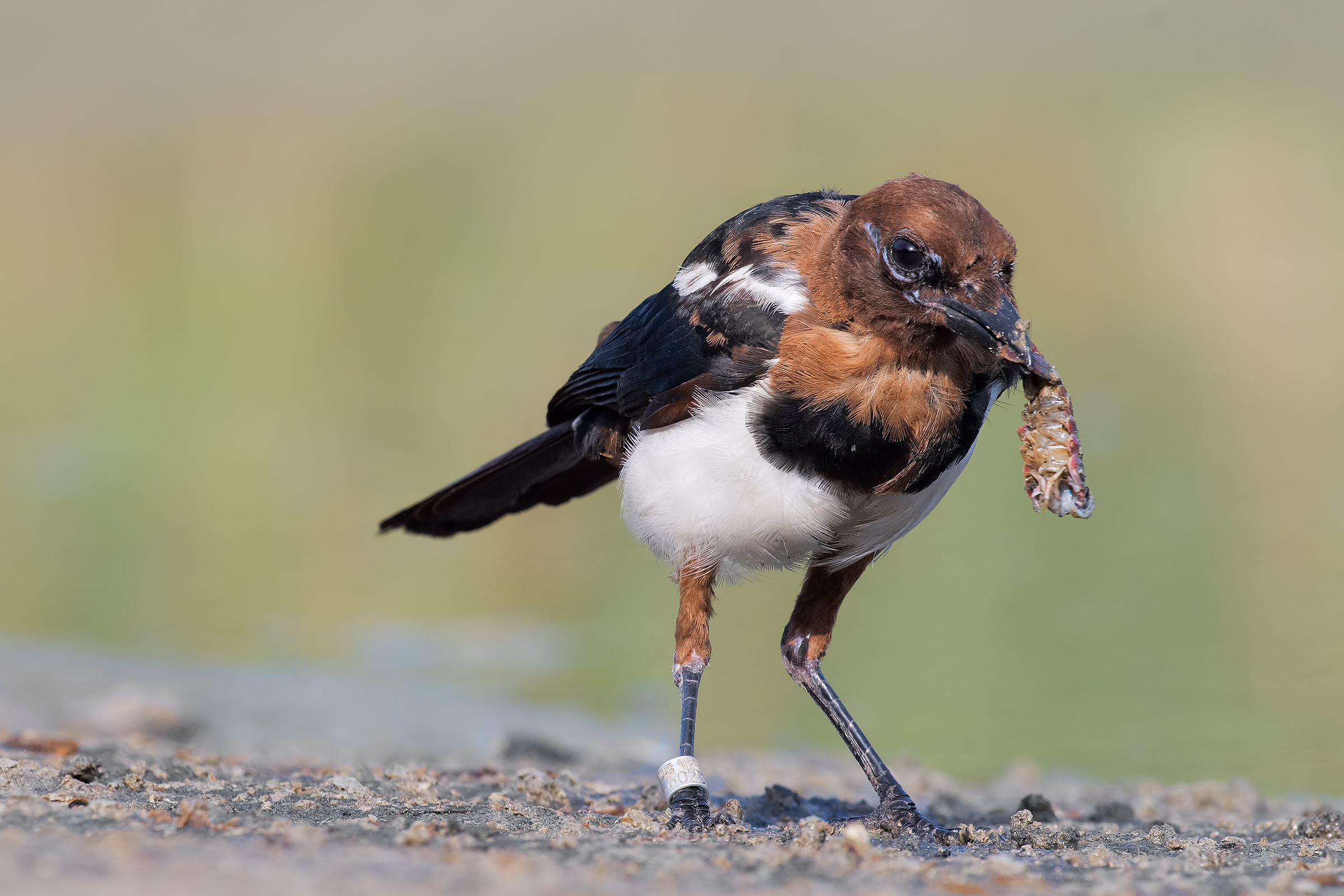 Young magician at the proud meal