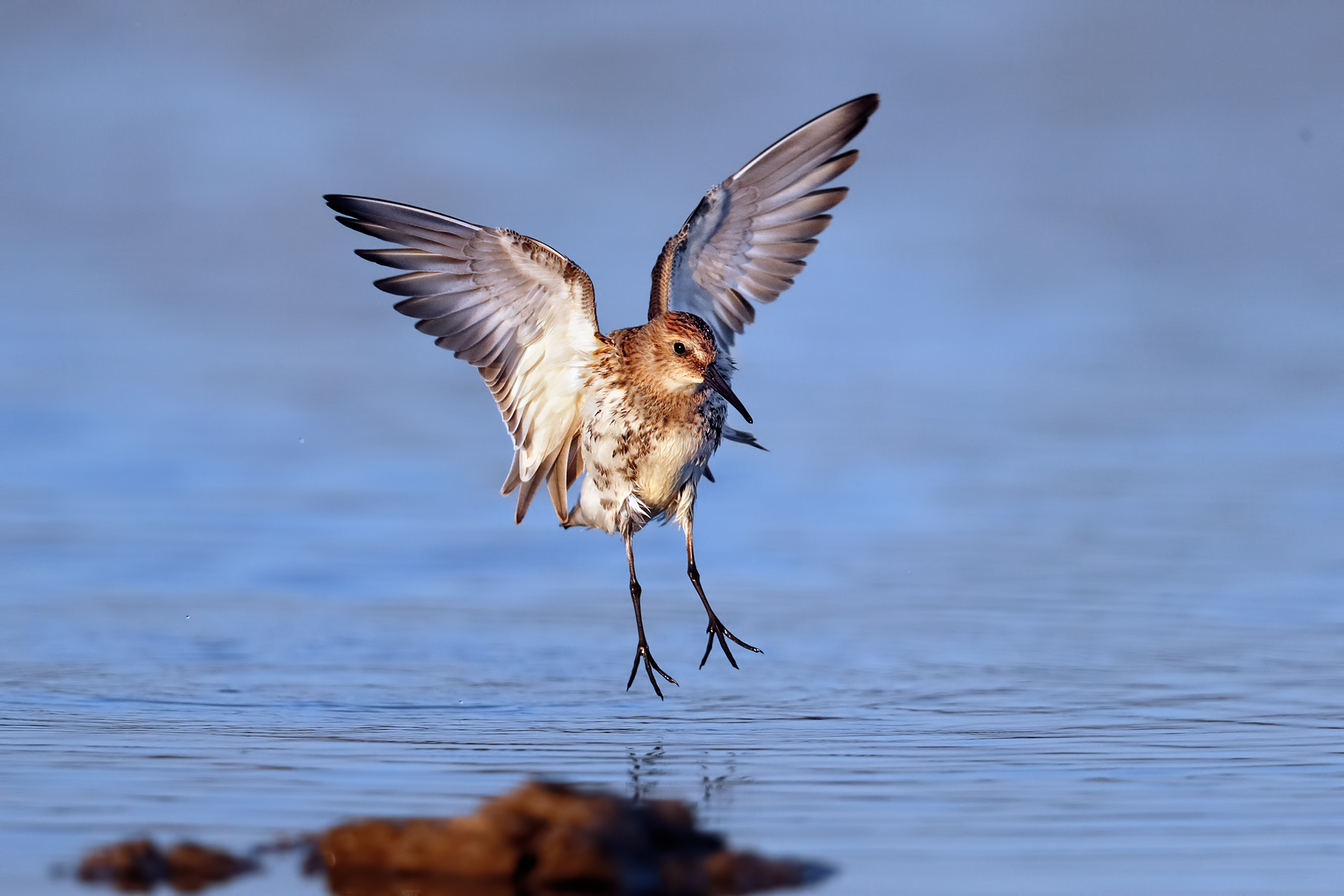 Il salto del pancianera