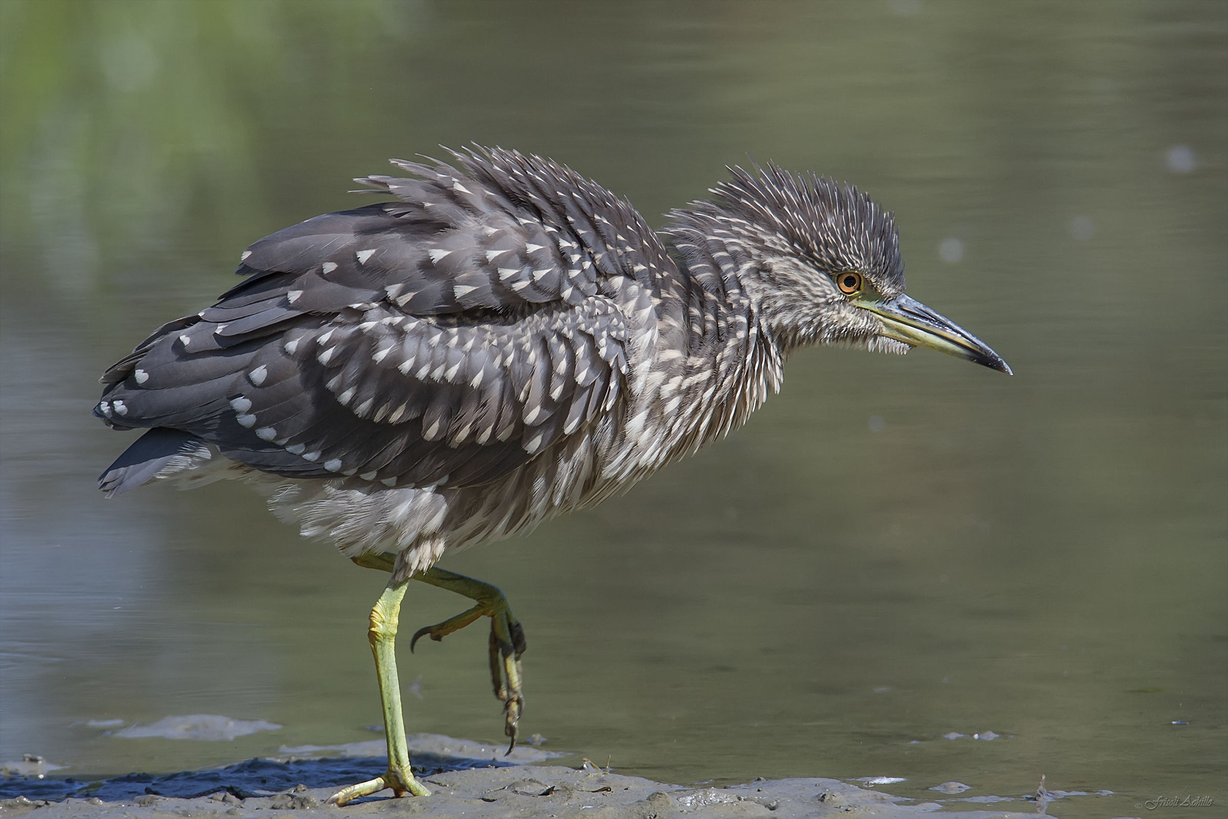Night Heron