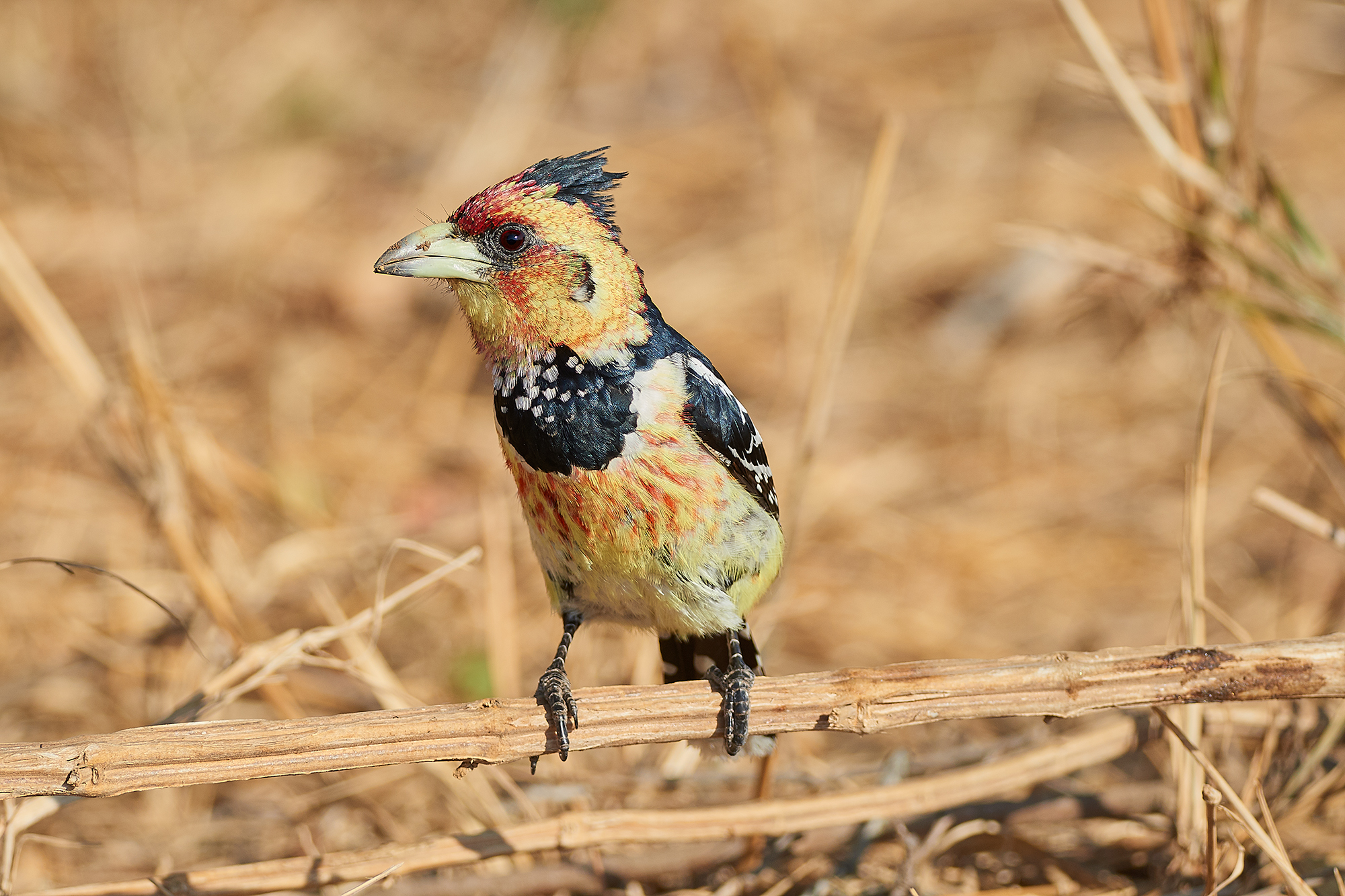 Barbet crestato
