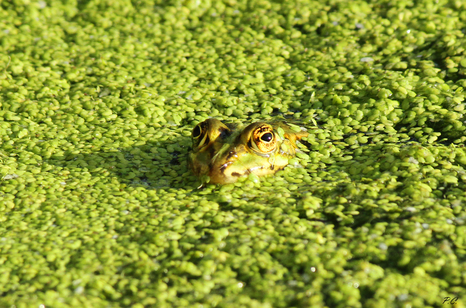 in a sea of ??lentils