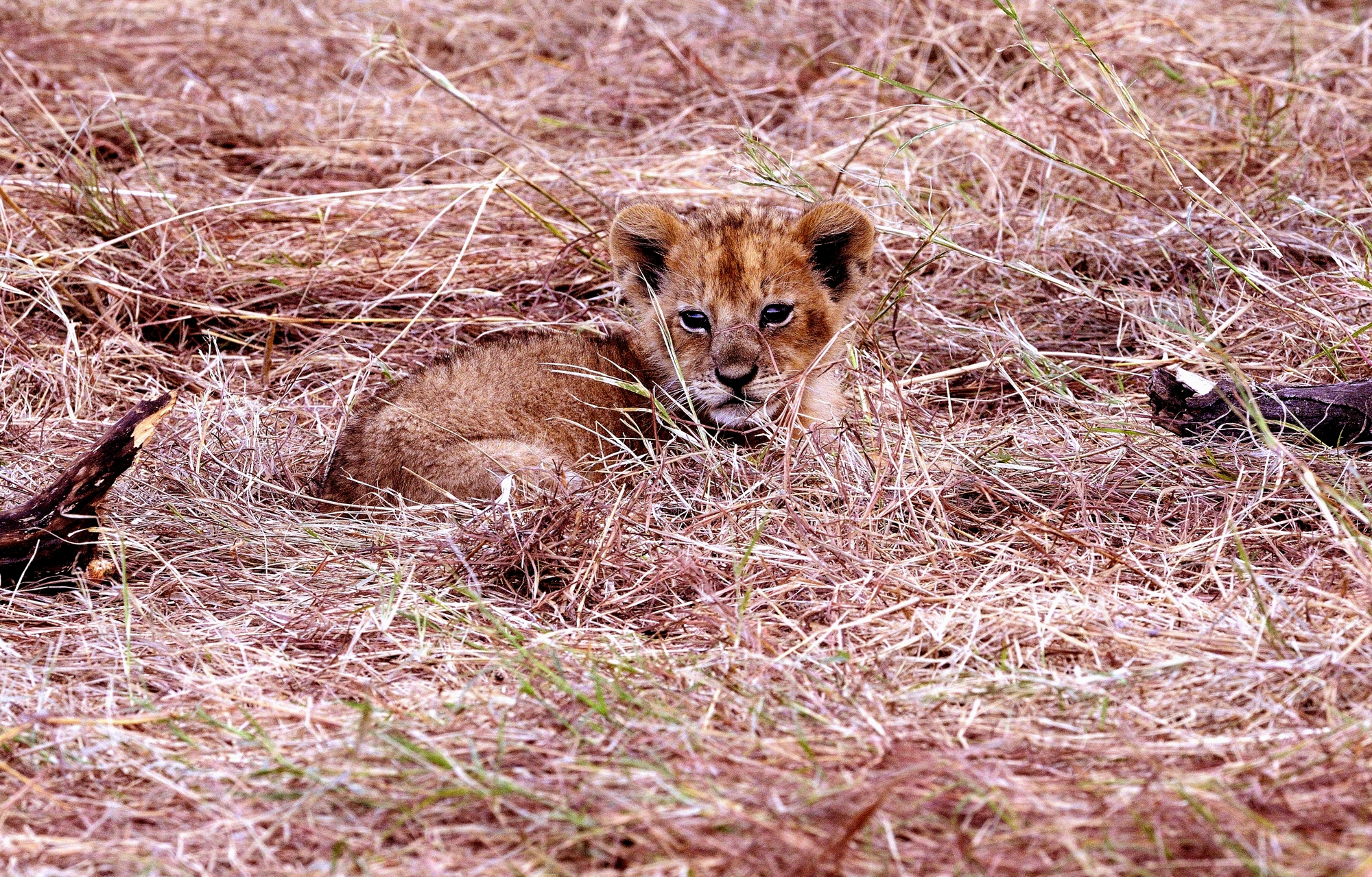 Lions splendidi cuccioli